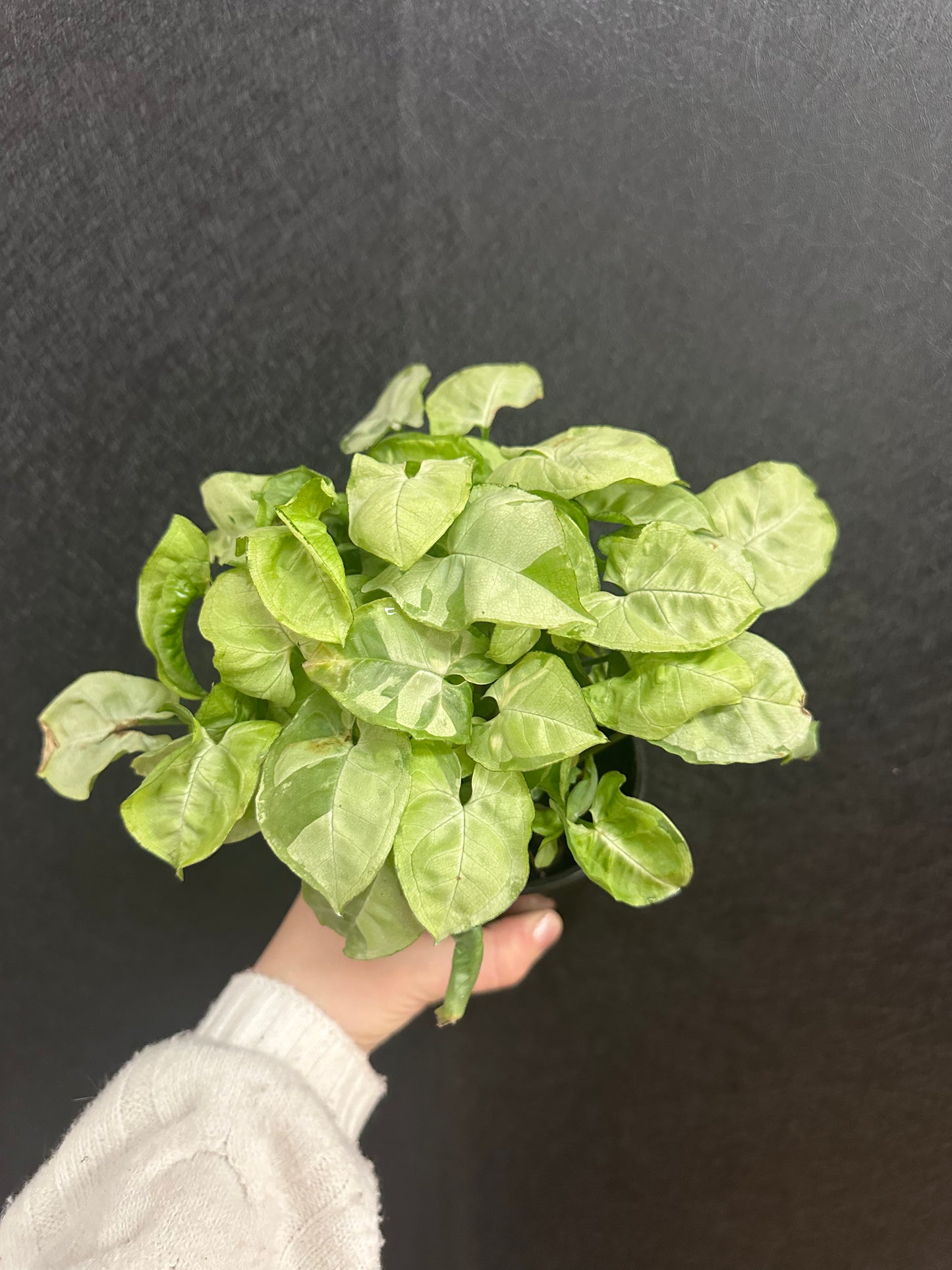White Butterfly Syngonium 4in