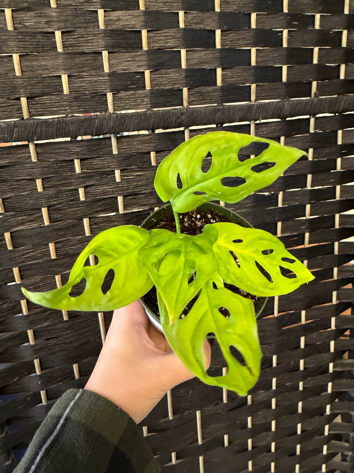 Neon Madonna Monstera Adansonii 4in