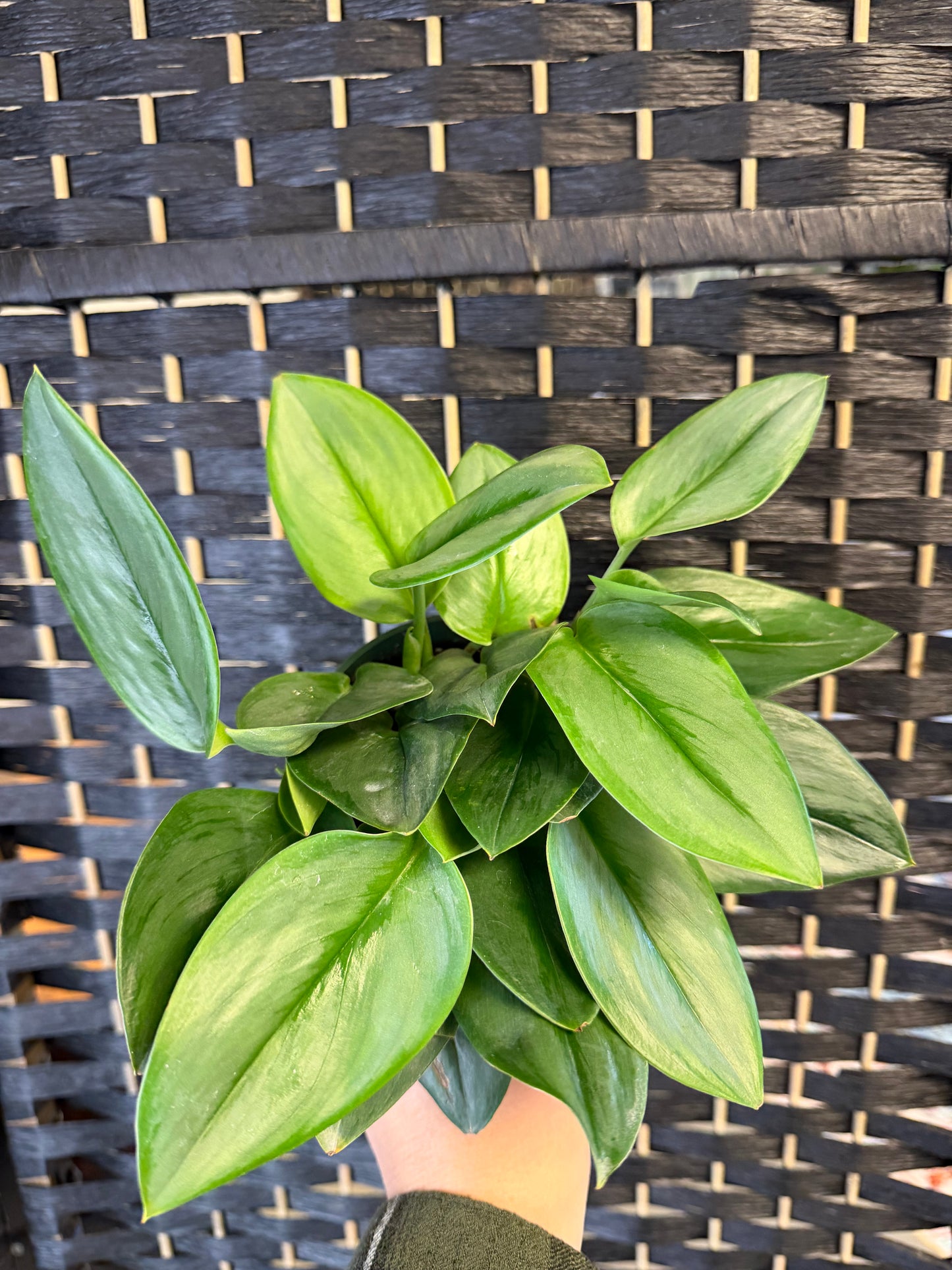 Moonlight Scindapsus 4in