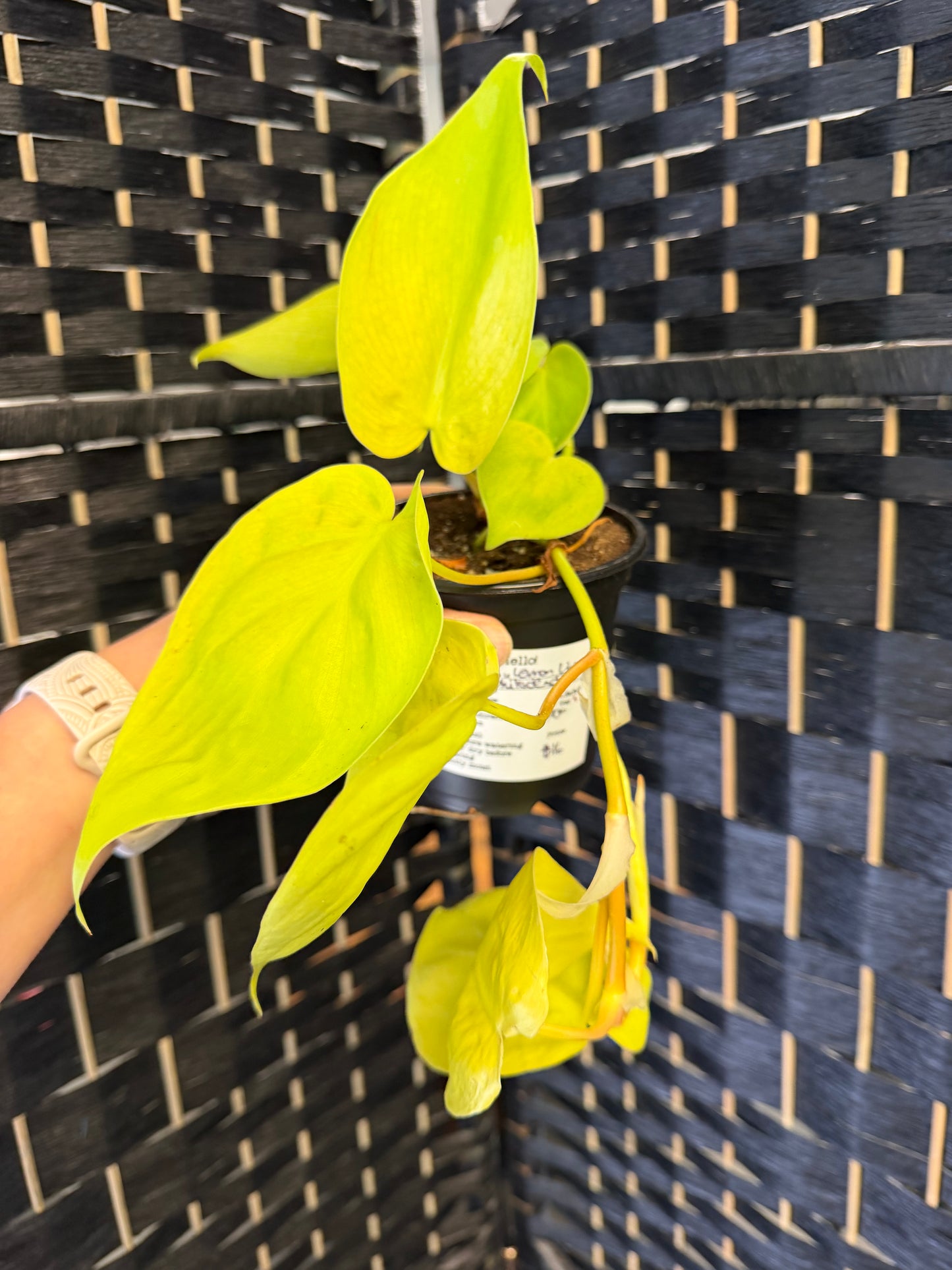 Lemon Lime Phioldendron 4in