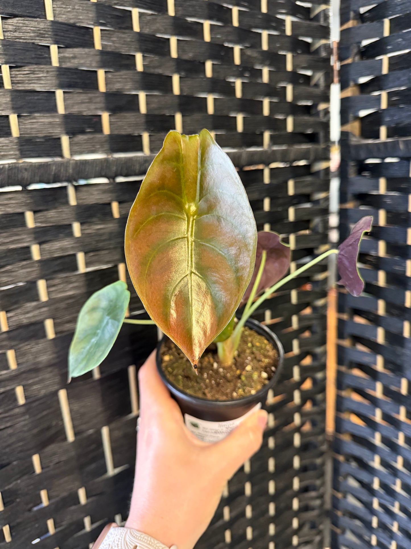 Alocasia Cuprea ‘Red Secret 4"
