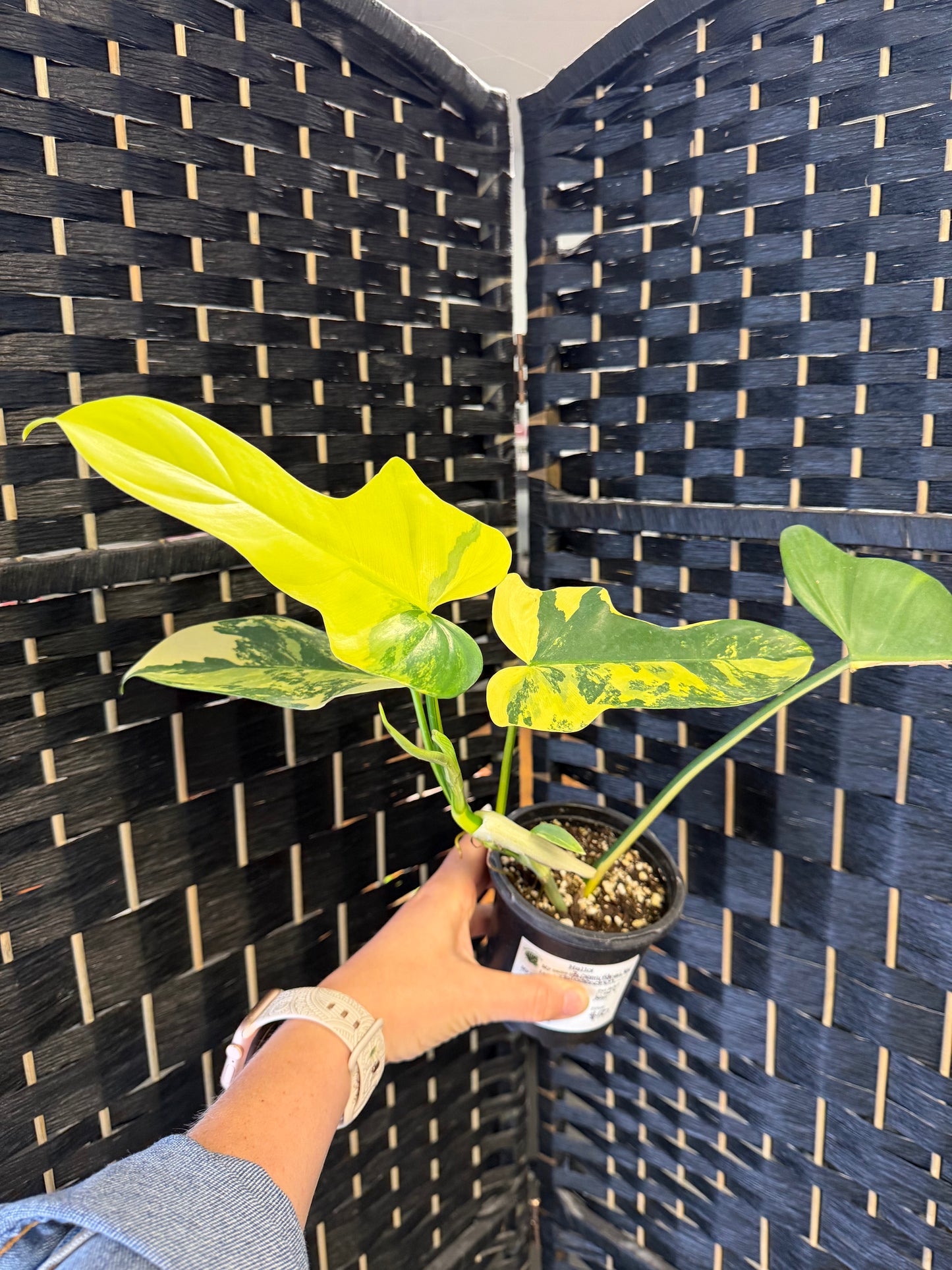 Philodendron Bipennifolium Var. 4in