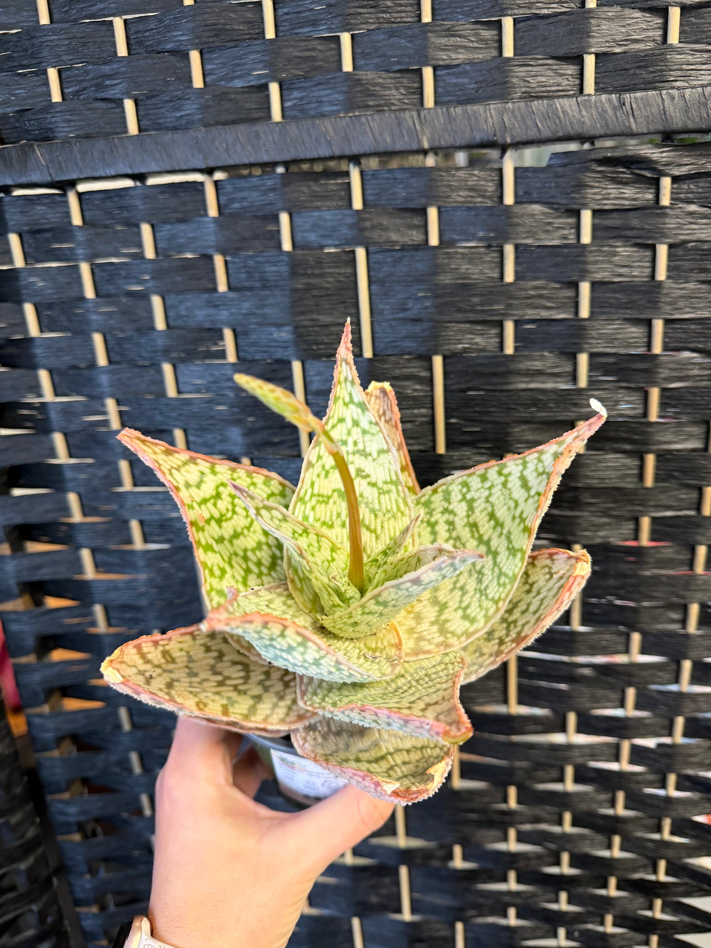 Delta Light Aloe 4in