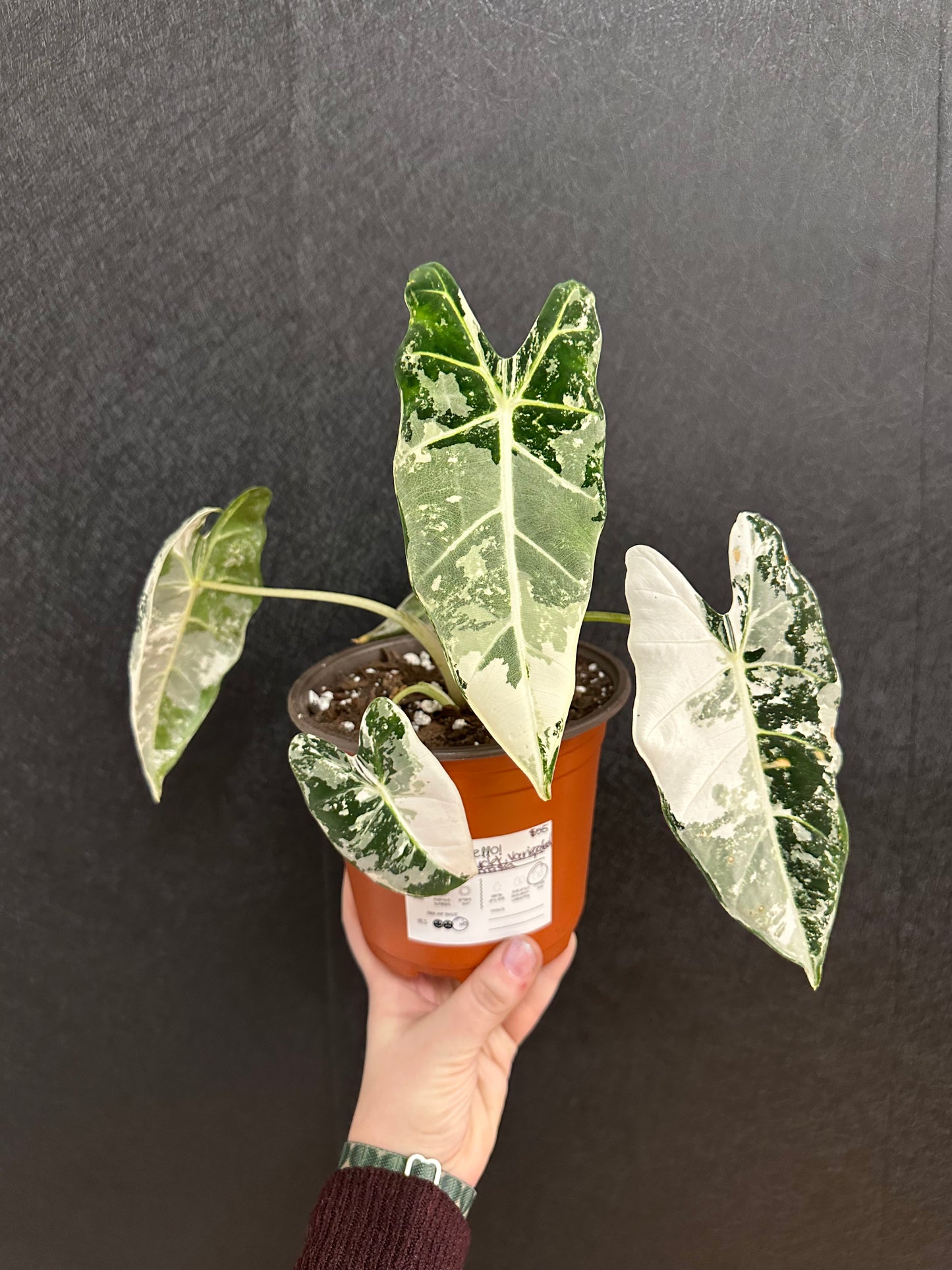 Alocasia Frydek Variegated 6in