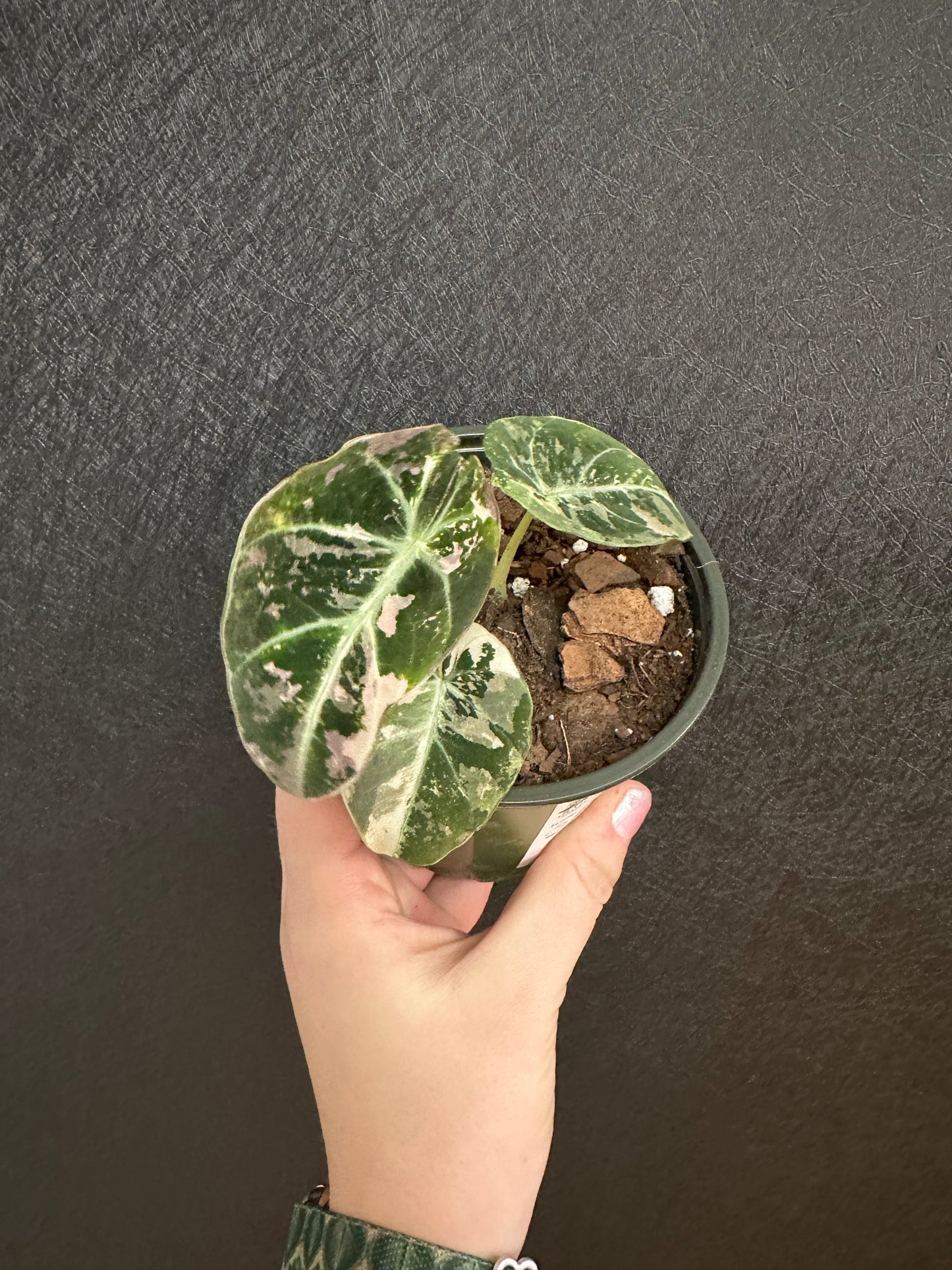 Alocasia Black Velvet, Variegated 4in