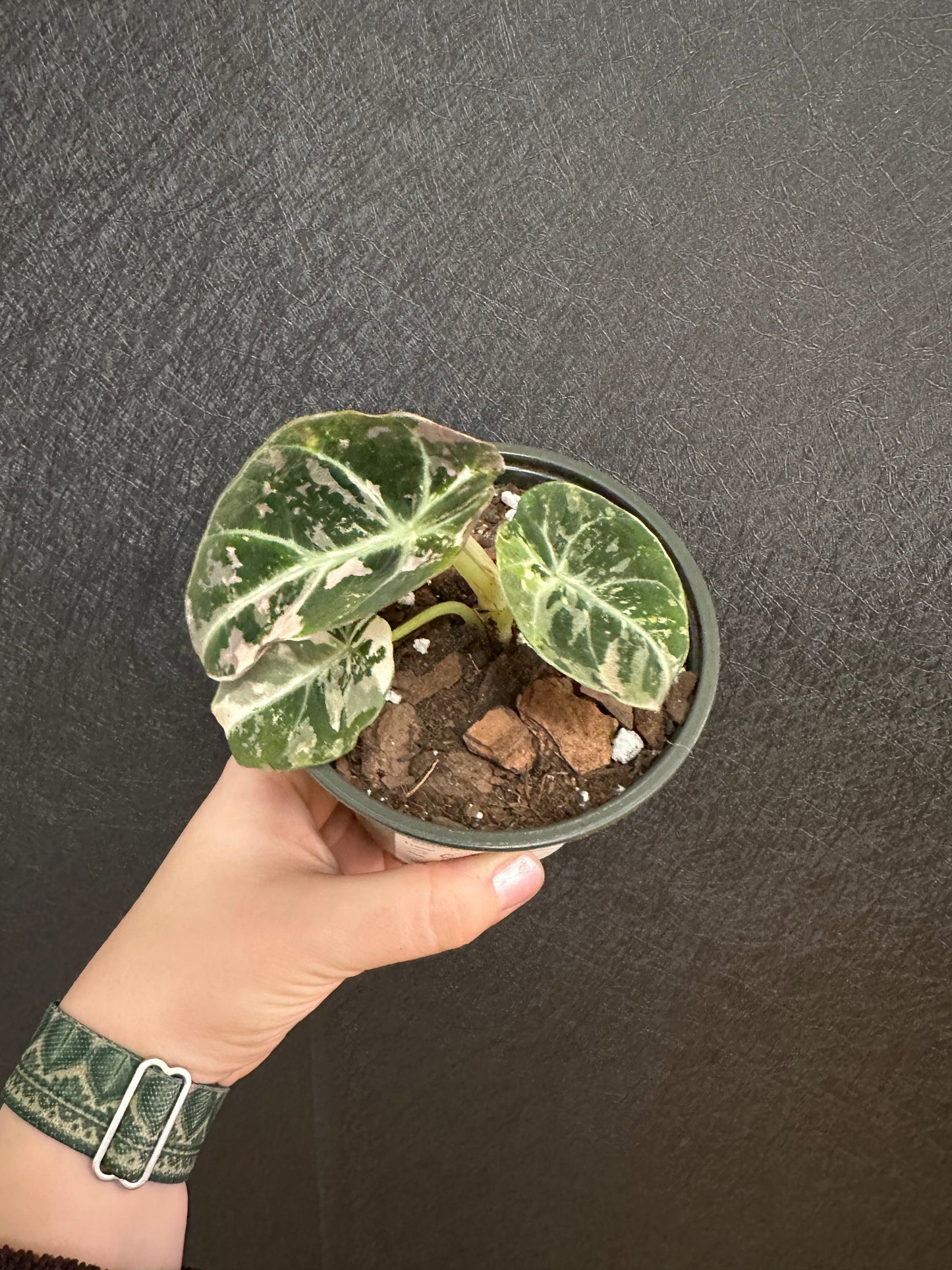 Alocasia Black Velvet, Variegated 4in