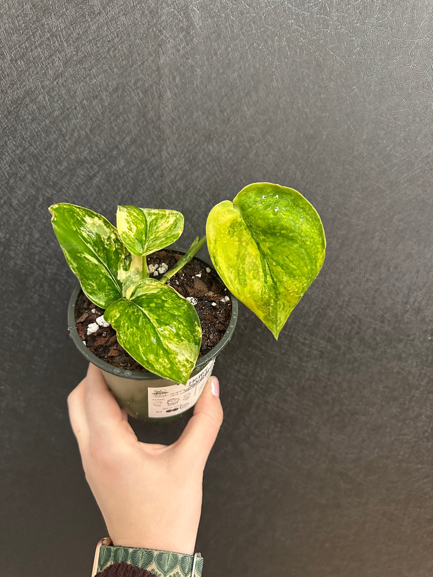 Jade Satin Variegated Scindapsus 4in