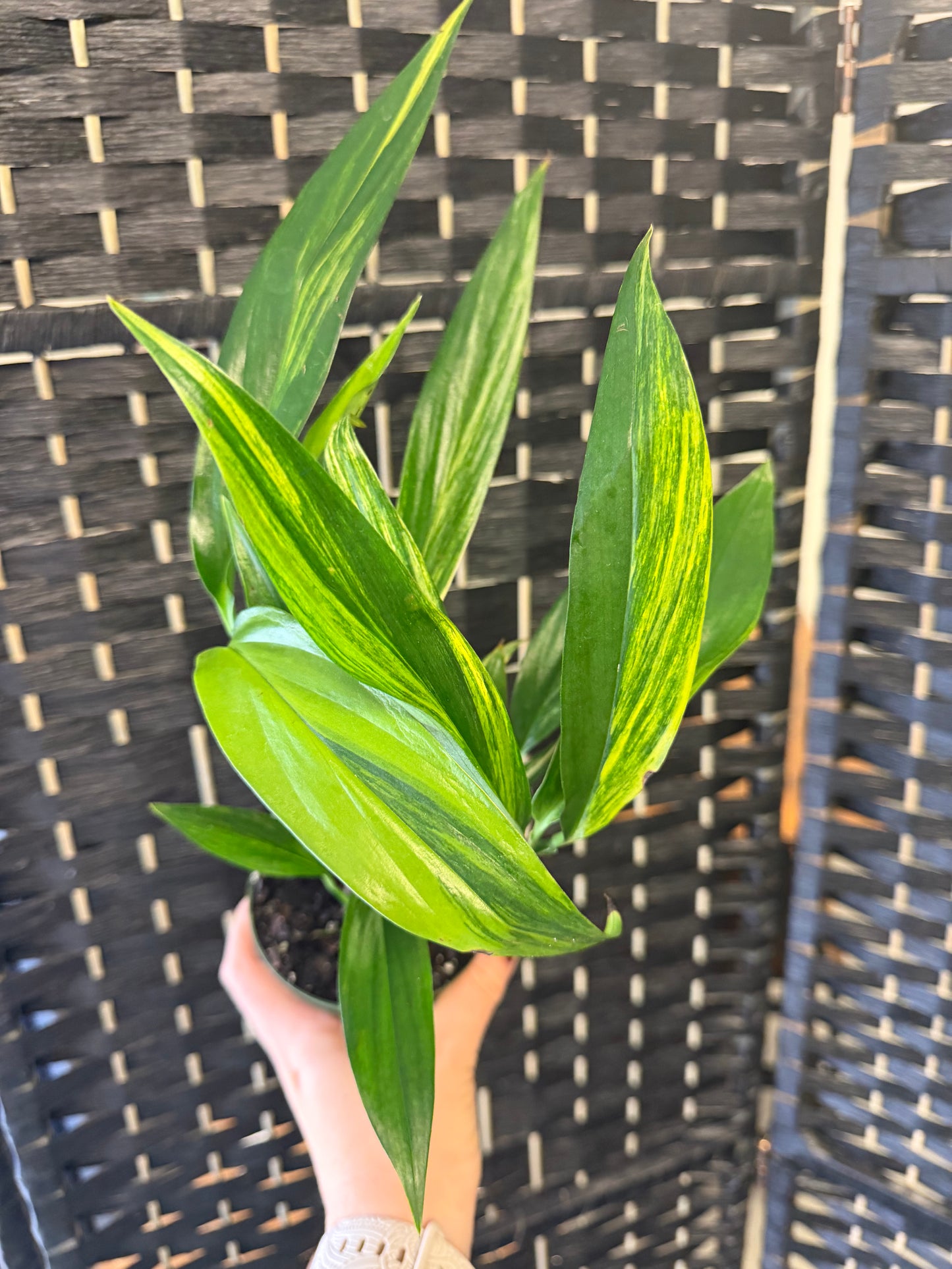 Epipremnum amplissimum var. 4in