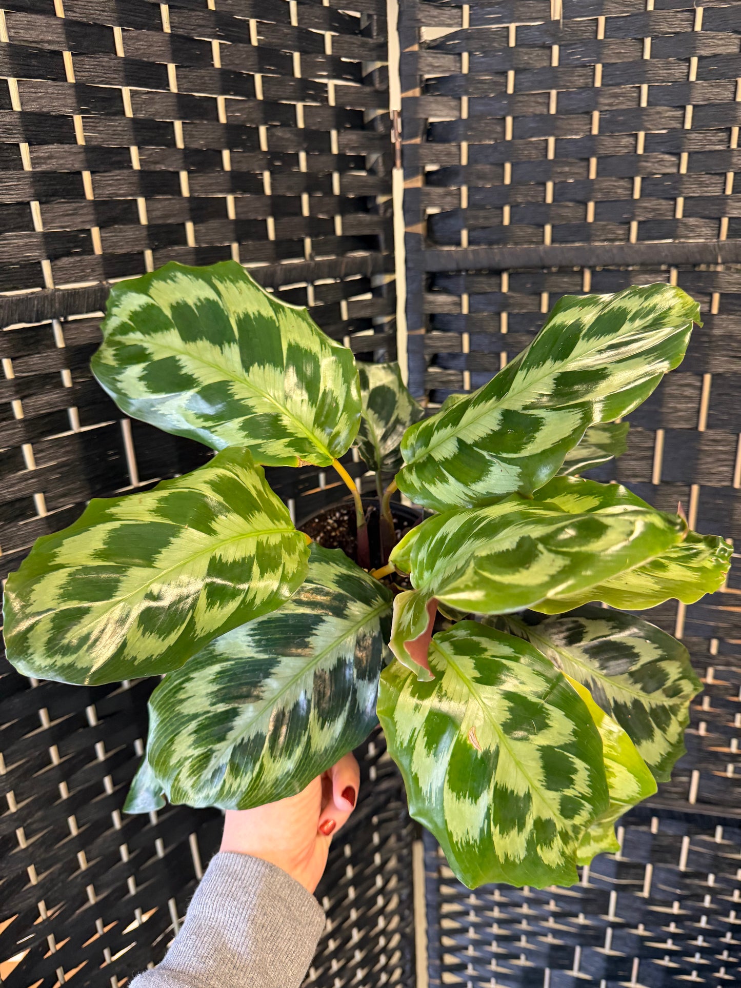 Helen Kennedy Calathea 6in