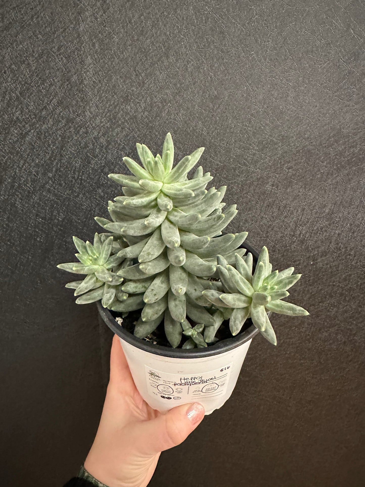 Little Jewel Pachyveria 5in
