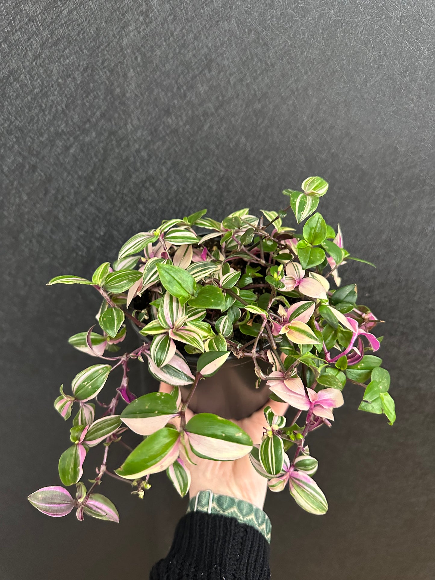 QuadColor Tradescantia 5in