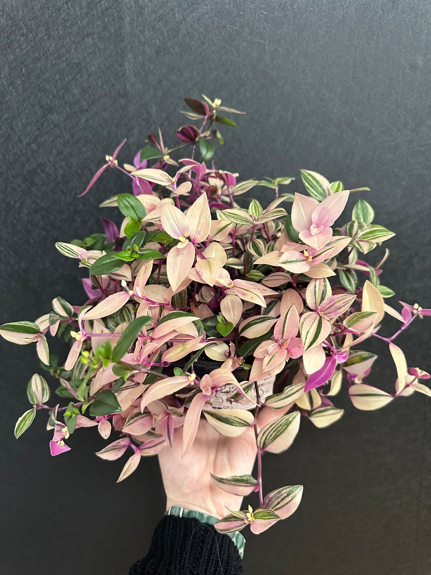 QuadColor Tradescantia 7in