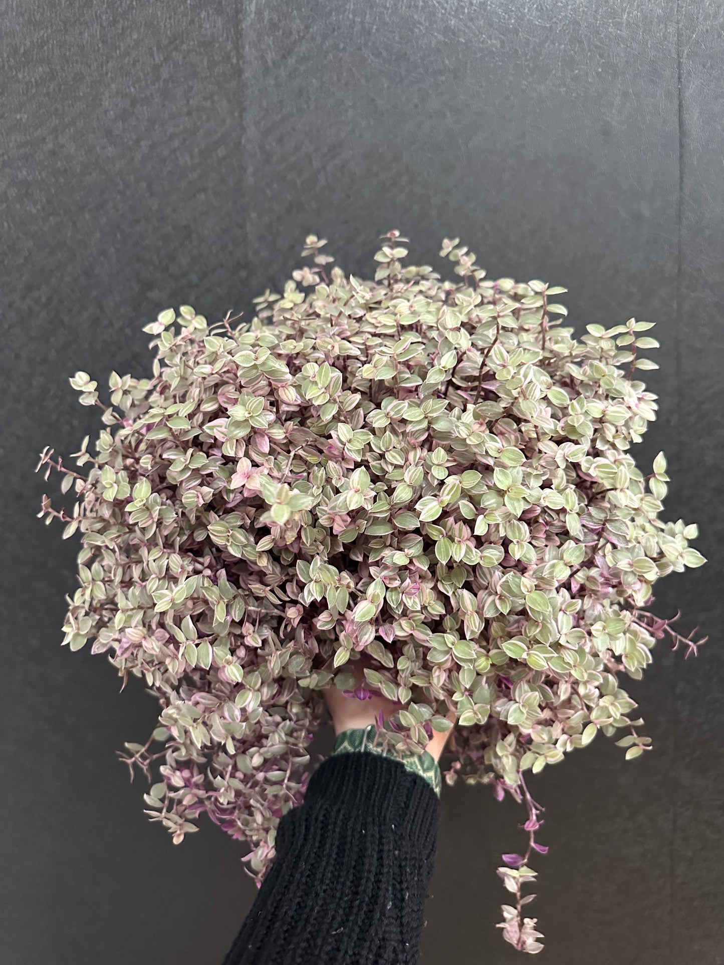Pink Panther Tradescantia 8in