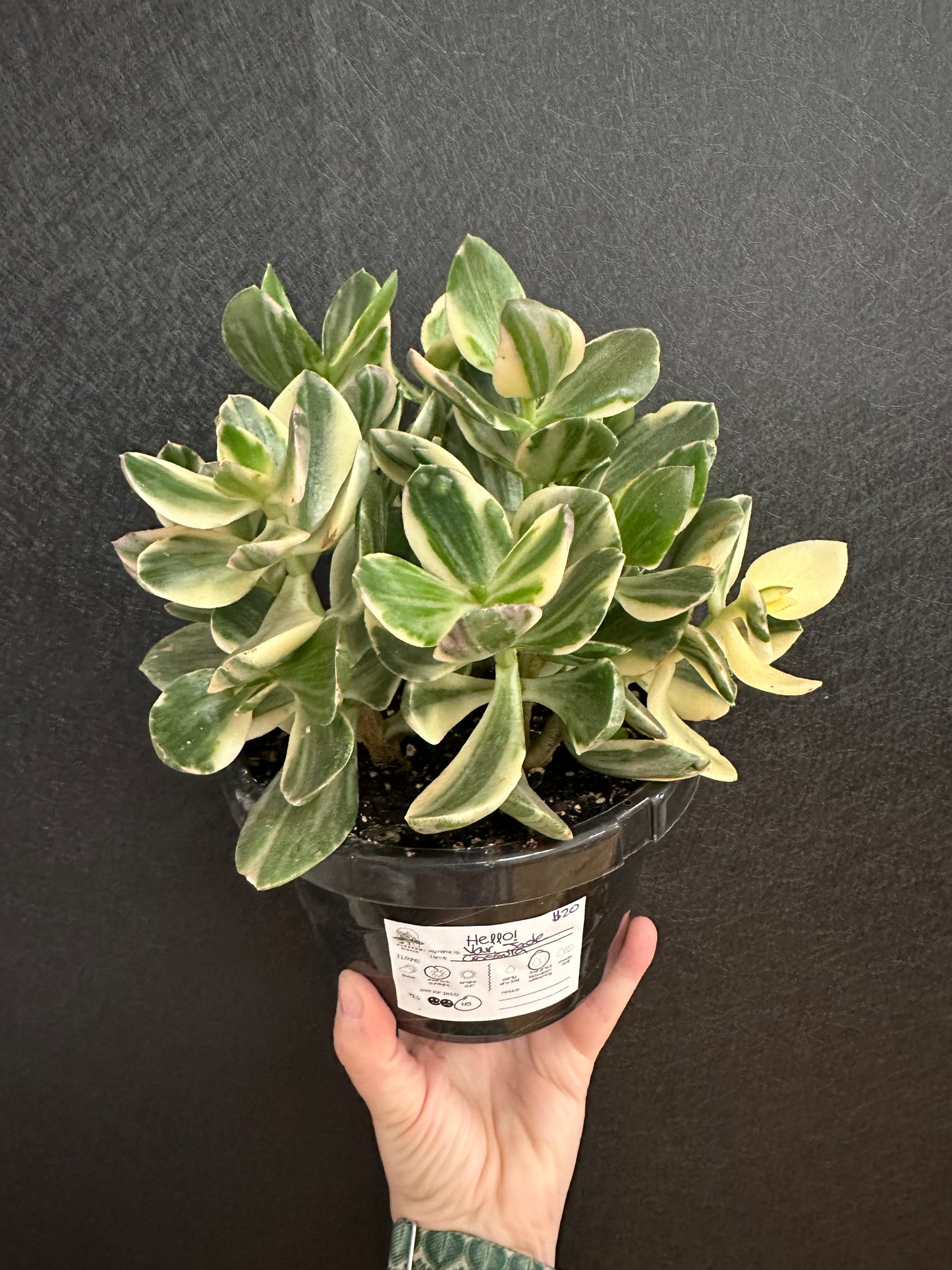 Variegated Jade Tree 6in