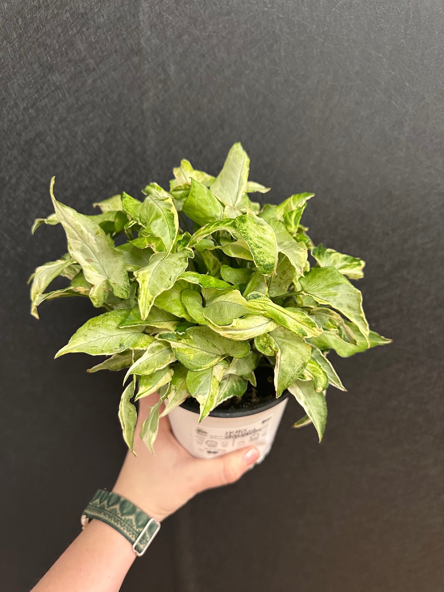 Starlight Syngonium 5in
