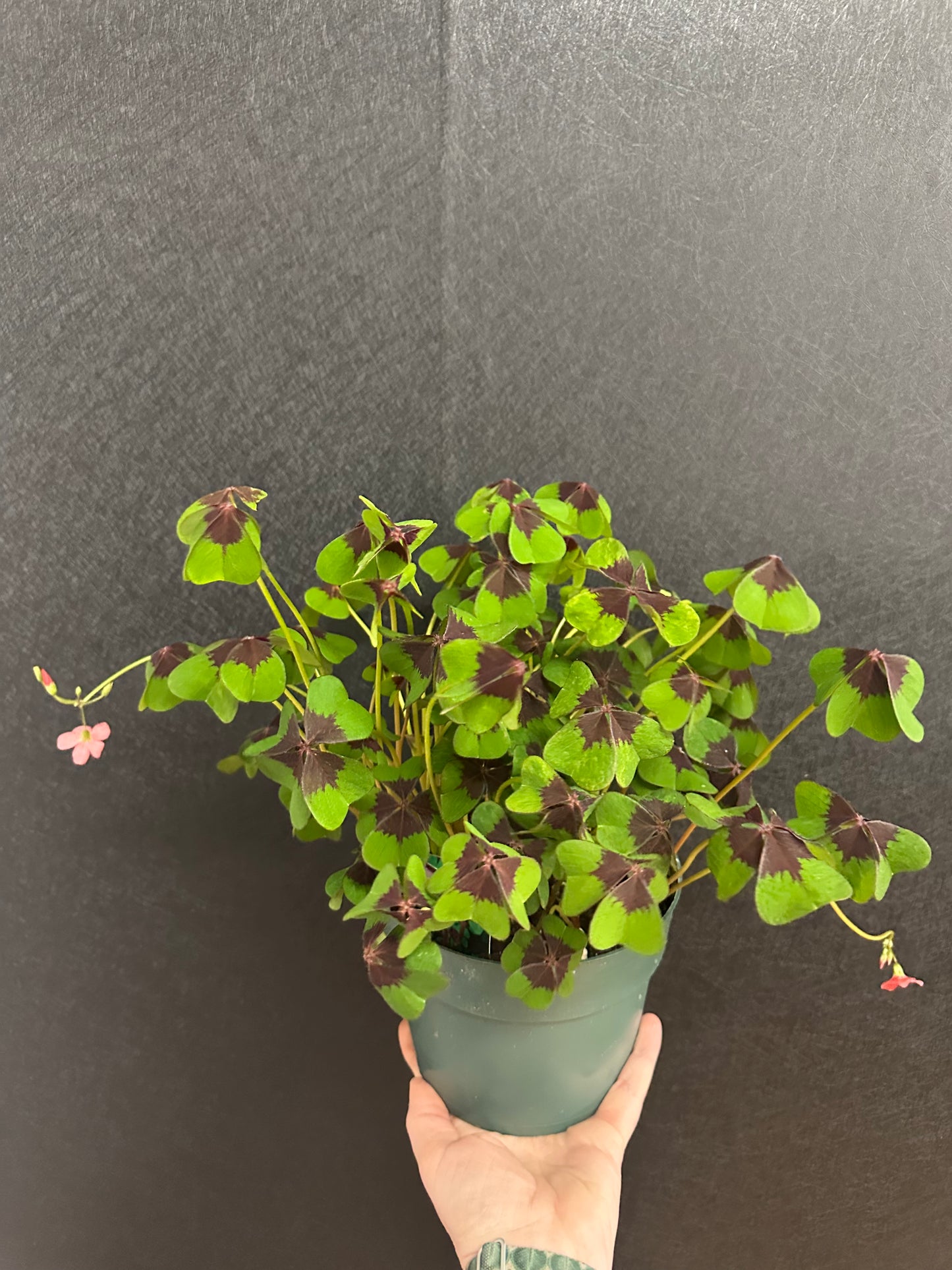 Iron Cross Shamrock 6in