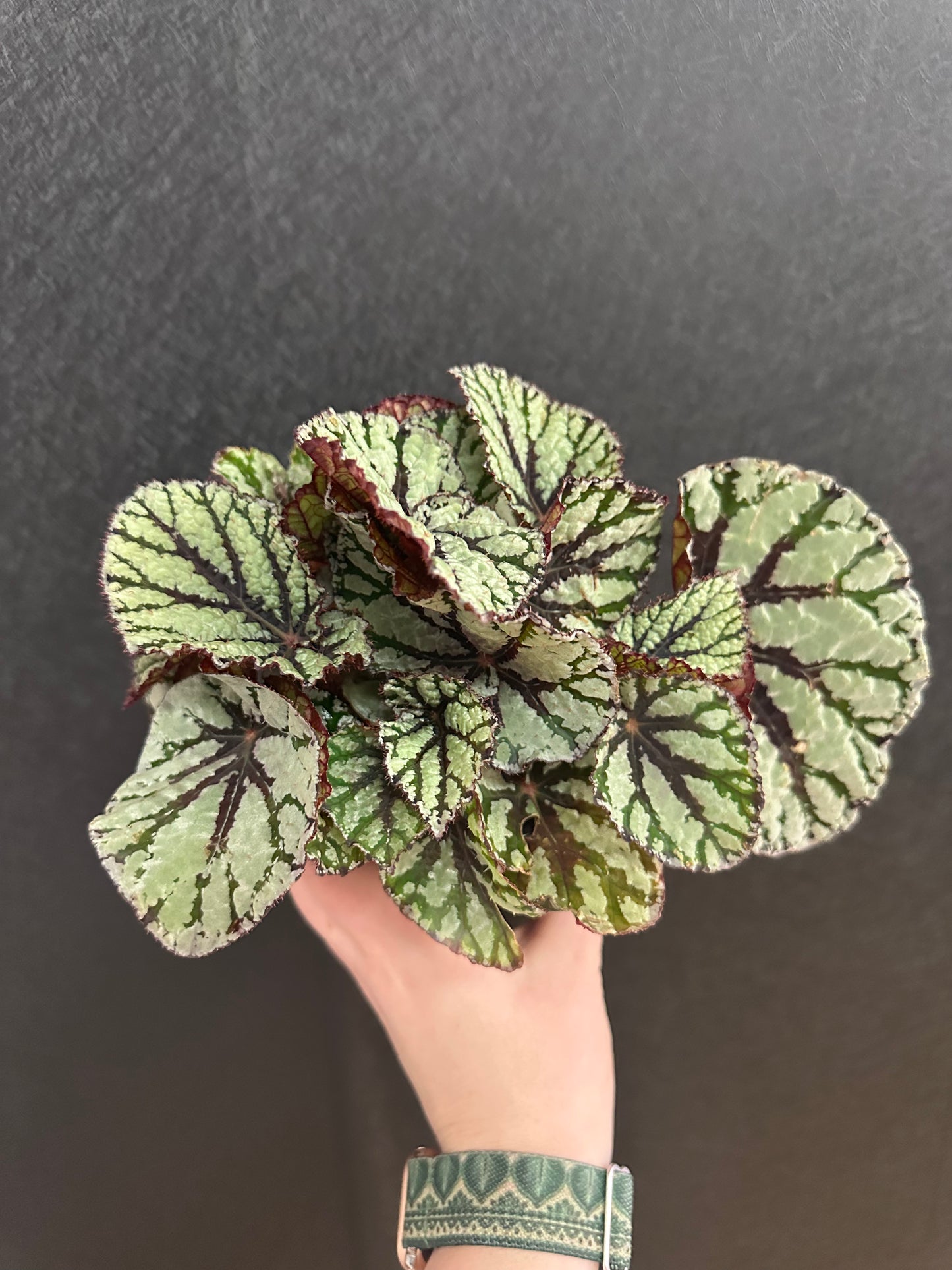 Fedor Begonia 4in