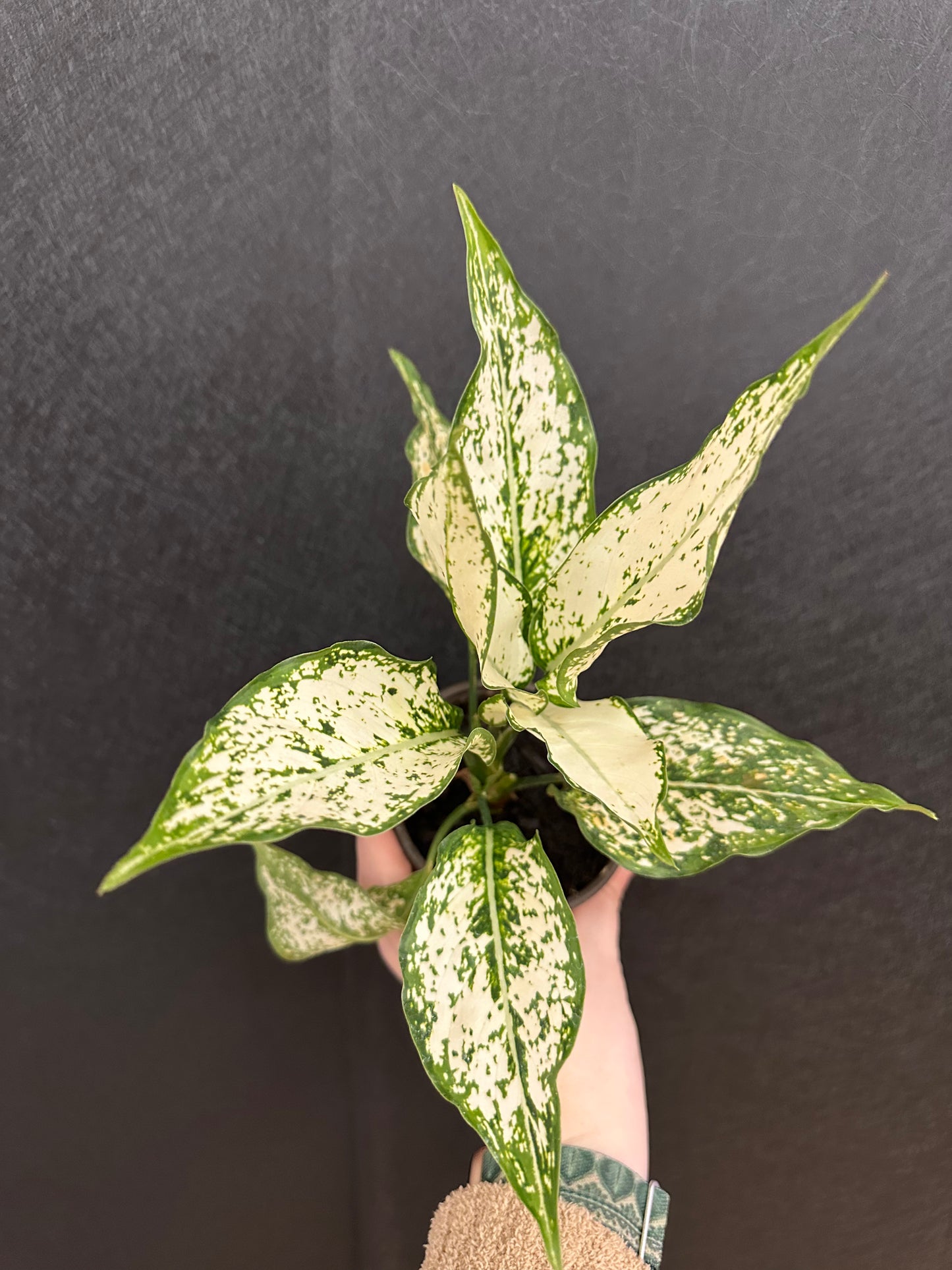 Siam White Aglaonema 4in