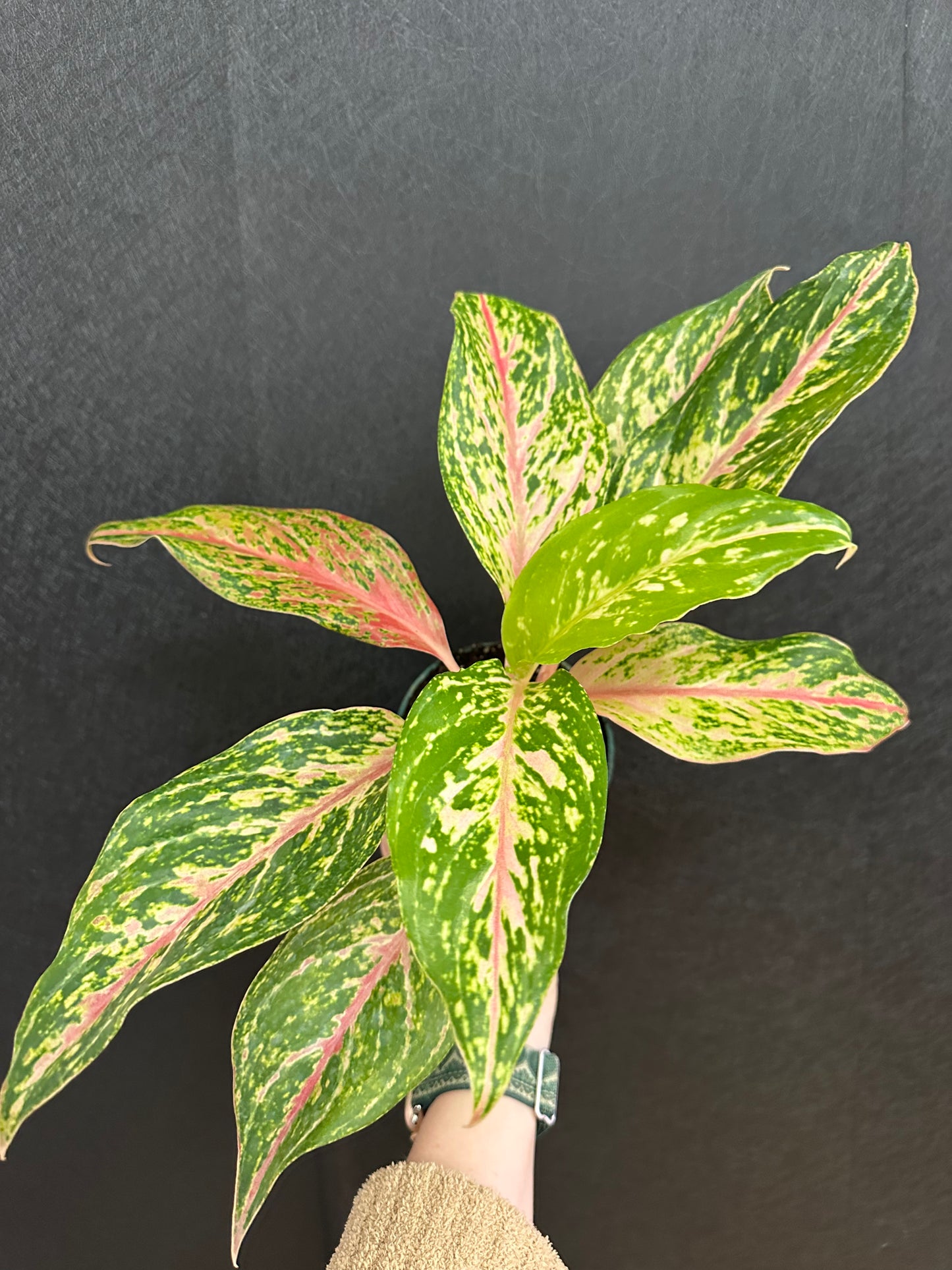 Sparkling Sarah Aglaonema 4in