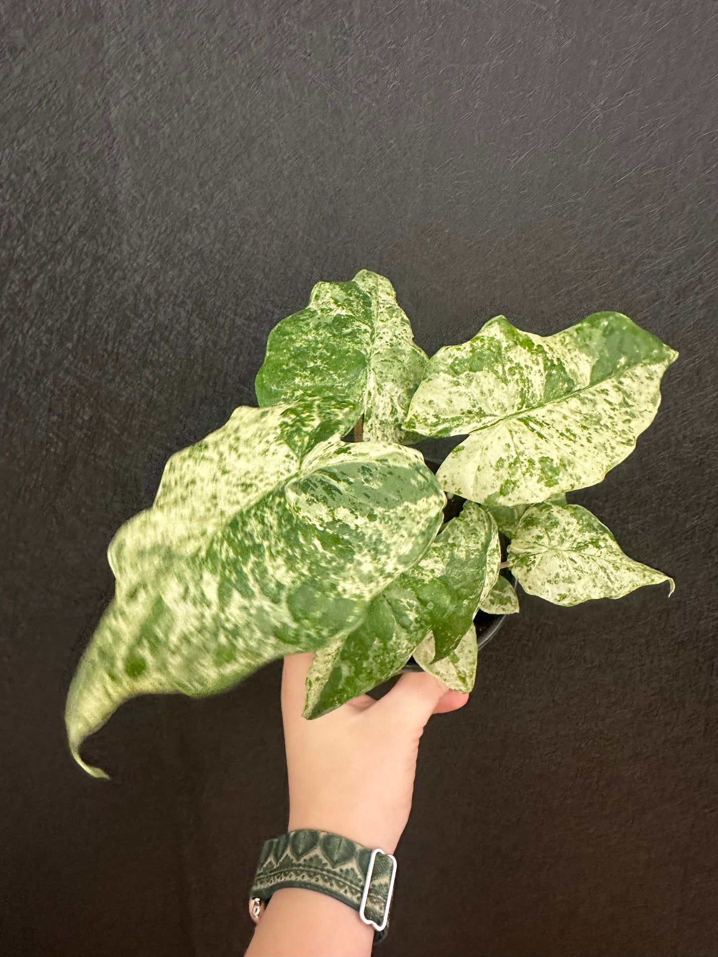 Alocasia Odora Batik 4in