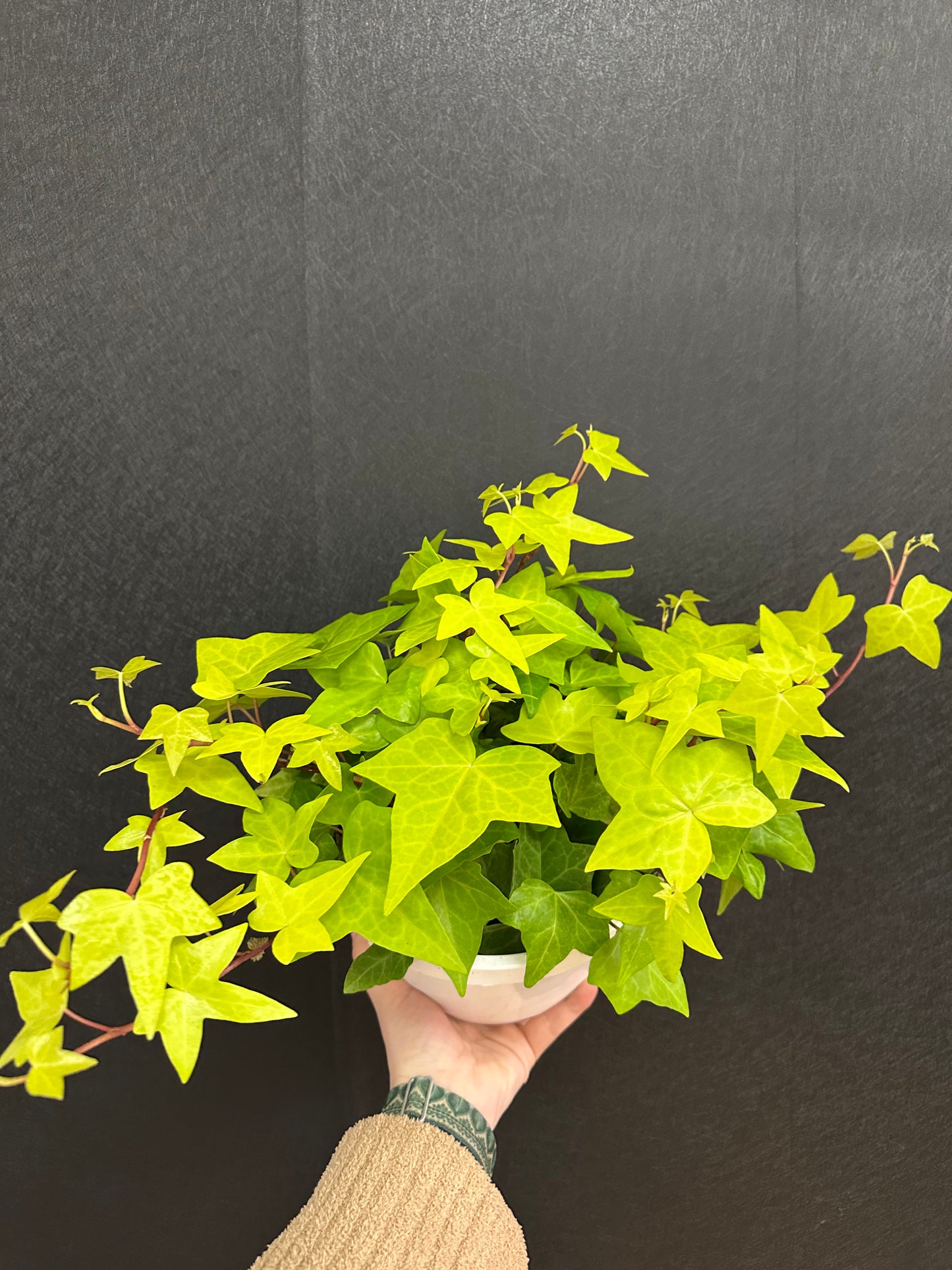 Neon Algerian Ivy 8in