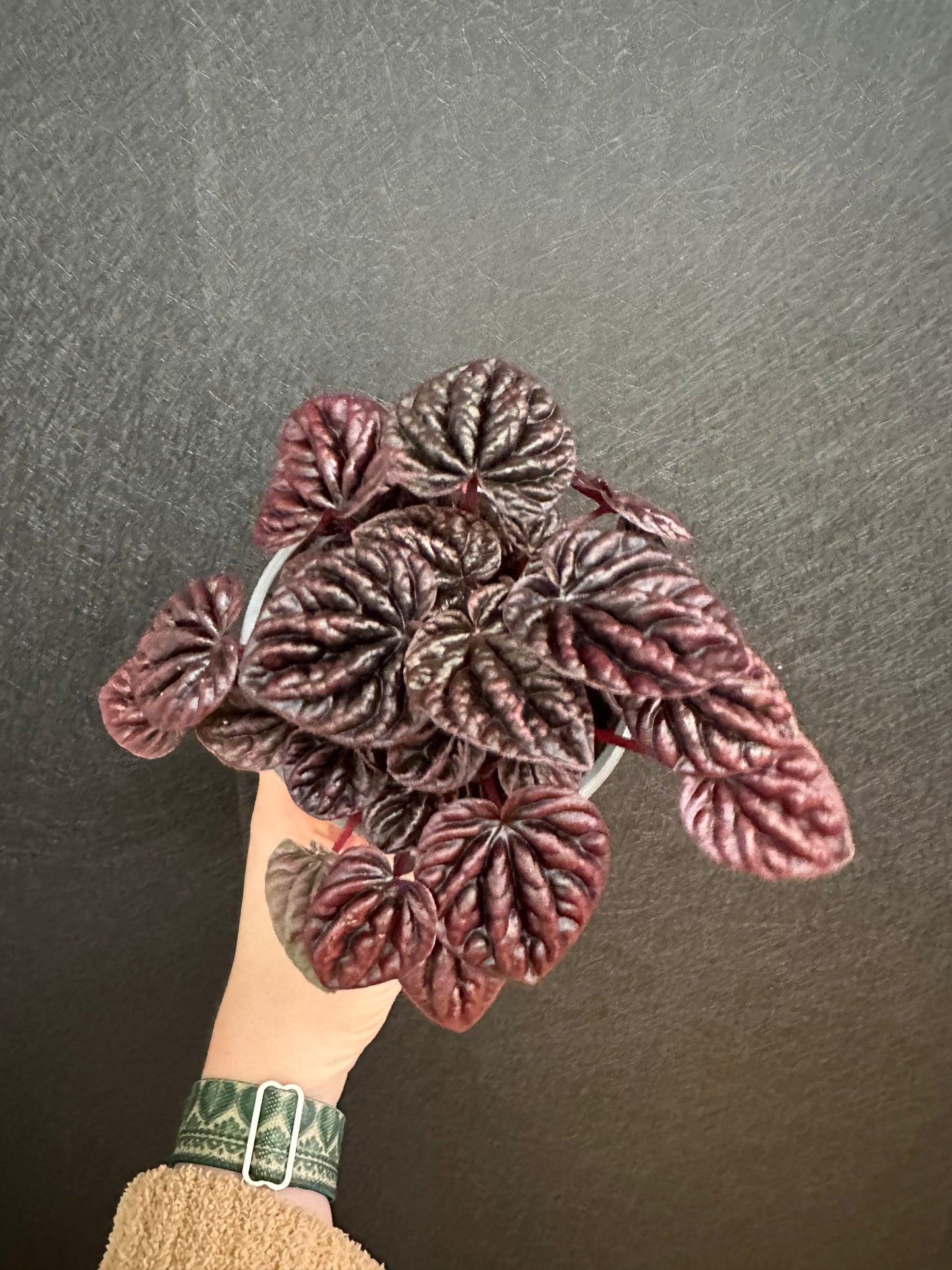 Raisinet Pepermonia 4in