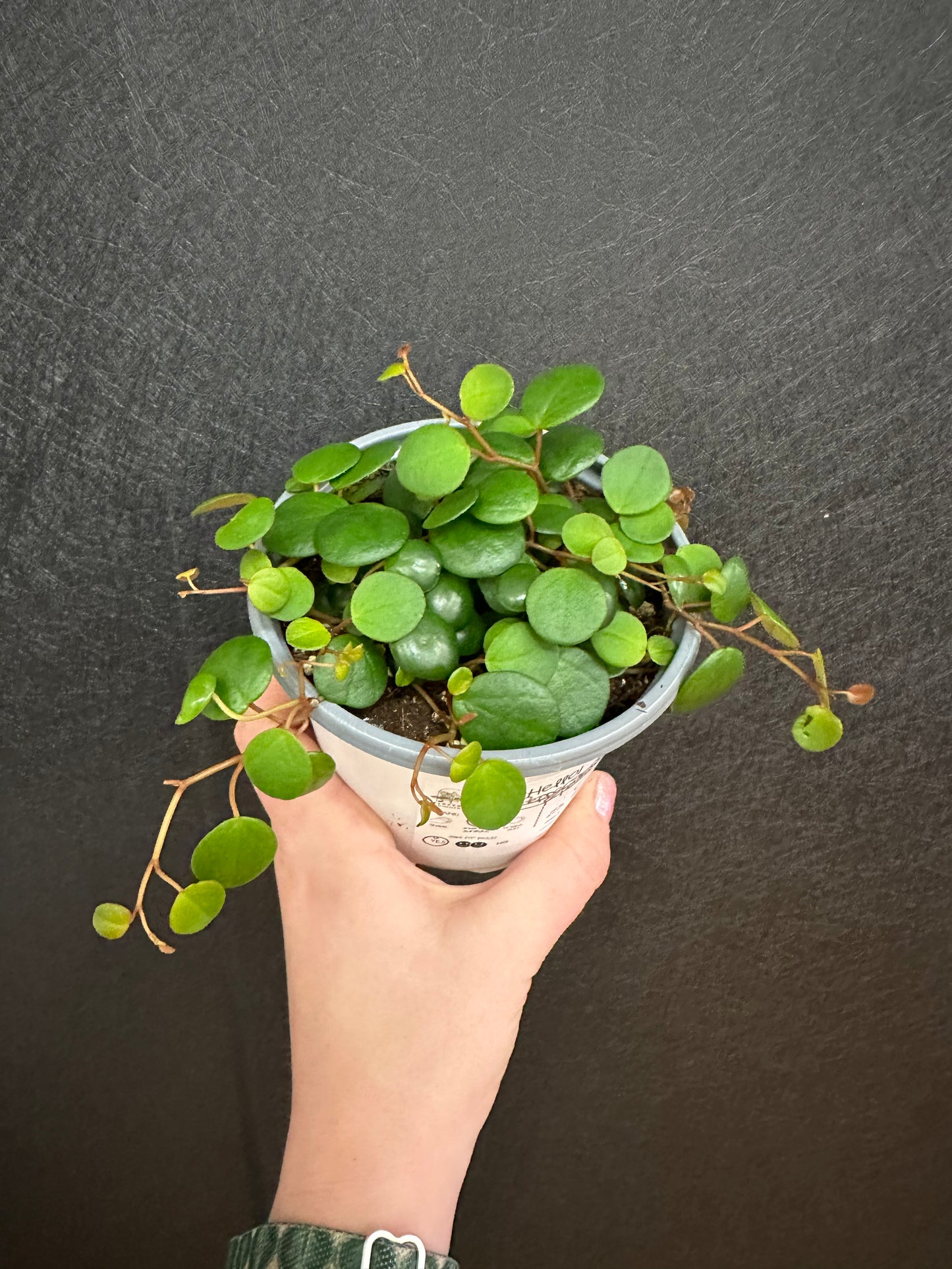 Pepperspot Pepermonia 4in