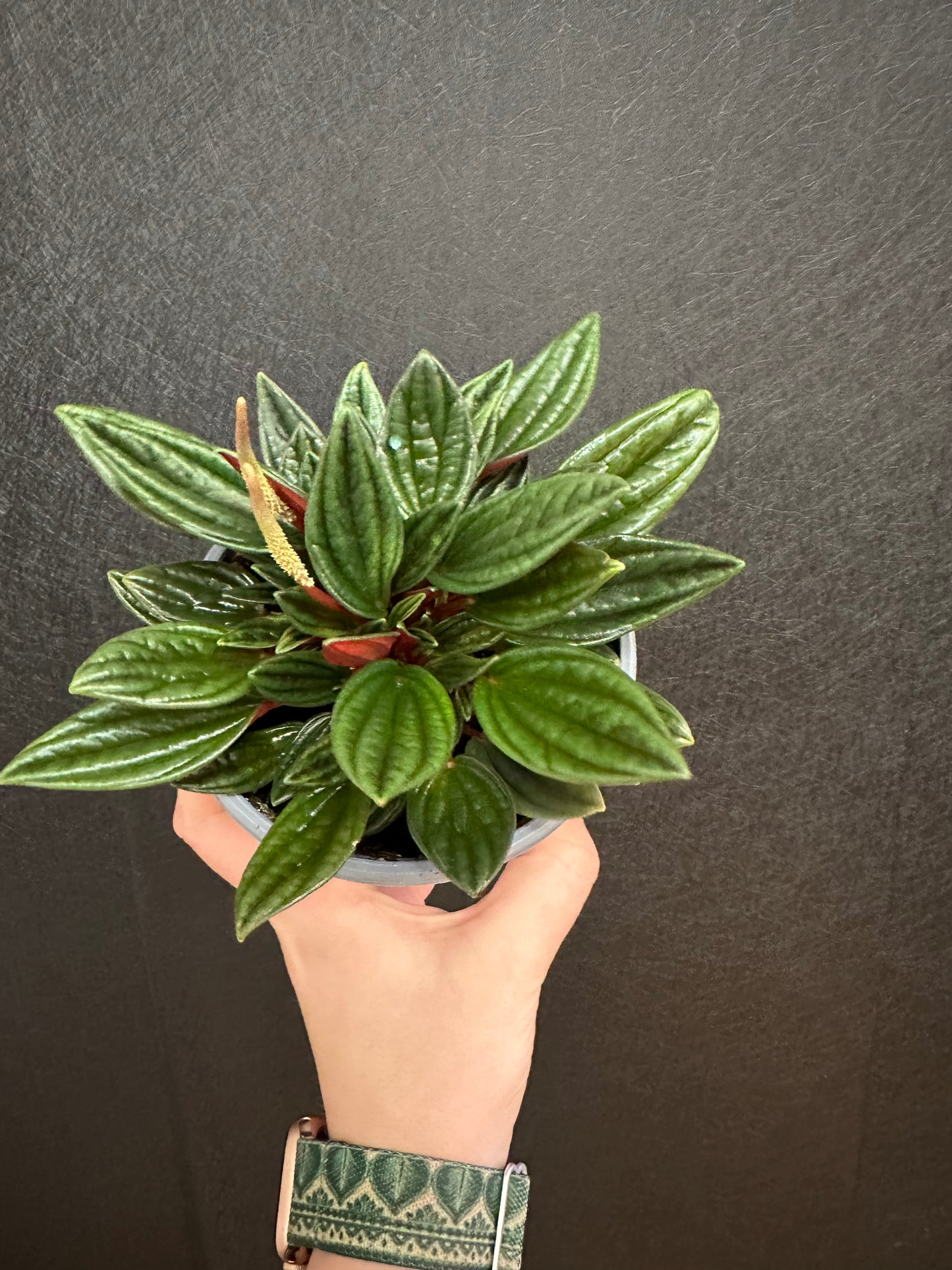 Rosso Pepermonia 4in