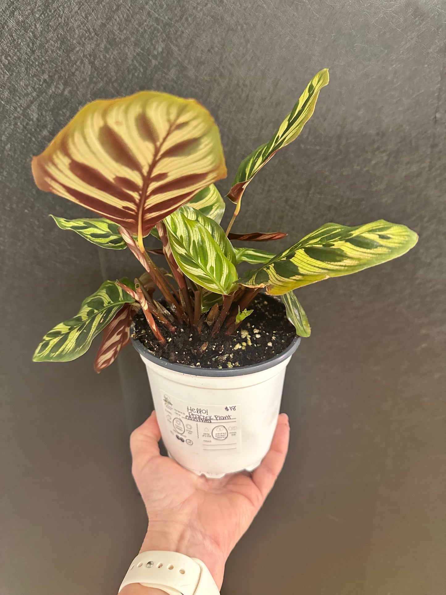 Peacock Plant: Calathea. 5"