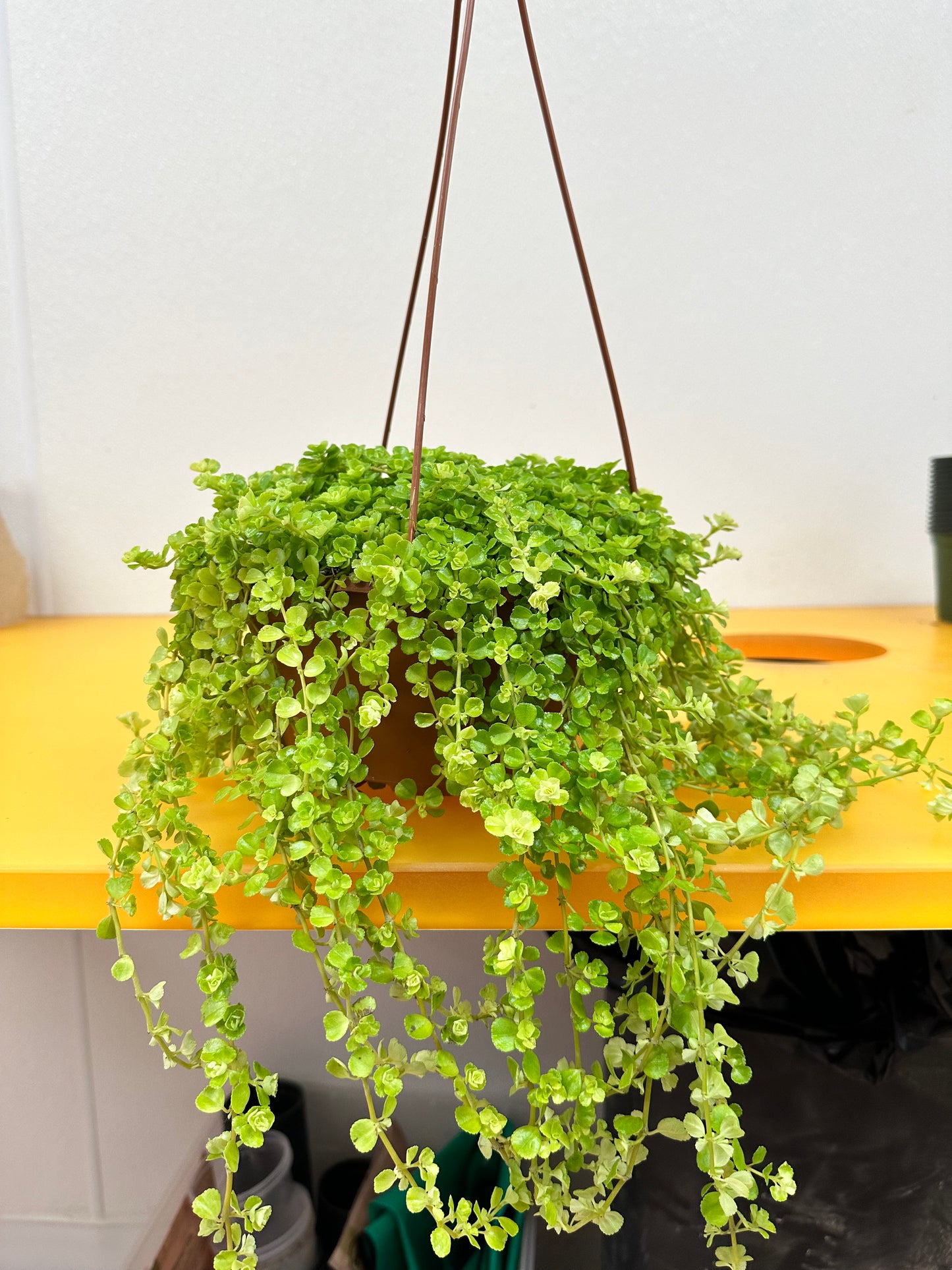 Pilea Depressa Mother of Thousands Hanging Basket 8"