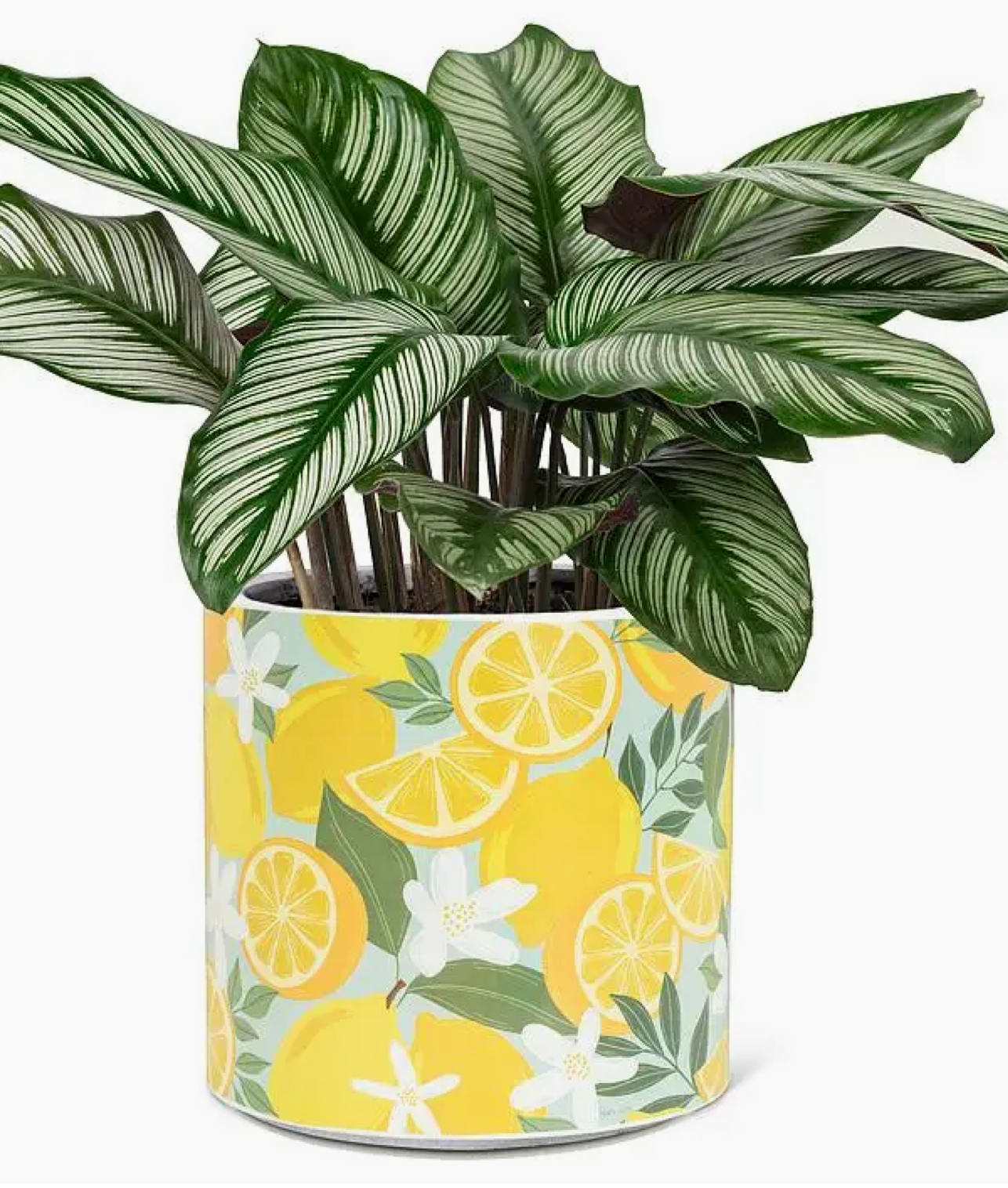 Lemons & Blossoms Lg. 6.5