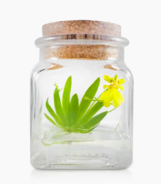 Miniature Orchid Terrarium