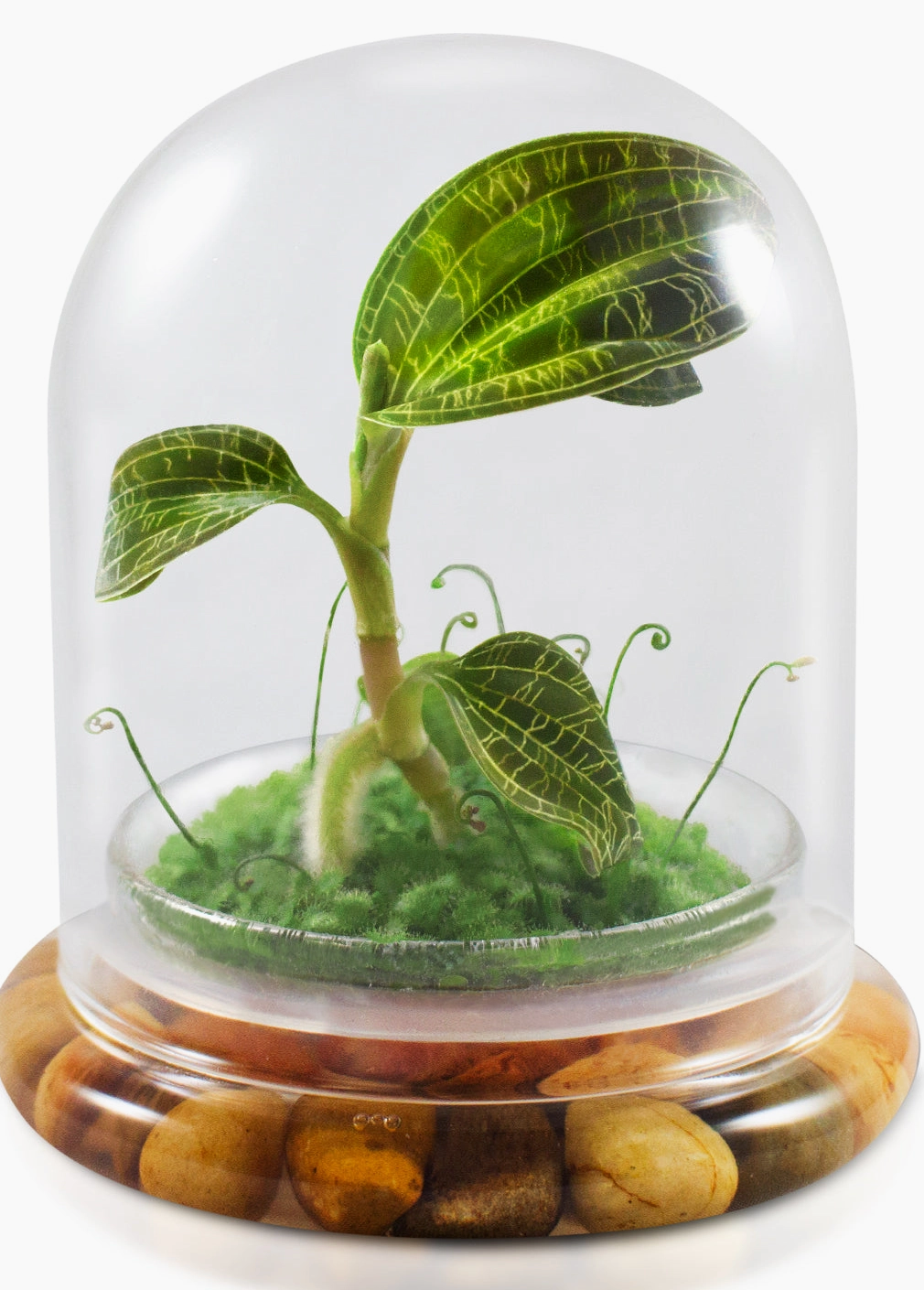 jewel osco house plants Jewel Orchid Terrarium – Blossom + Branch Houseplants