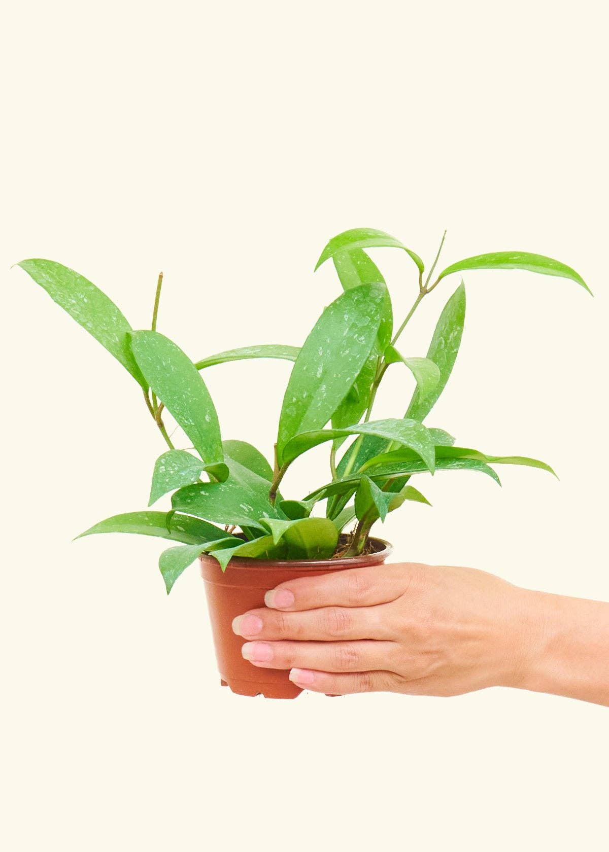Hoya 'Silver Splash' (4" or 6" Pot)
