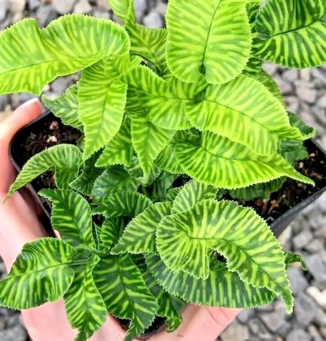 Golden Zebra Fern 4in