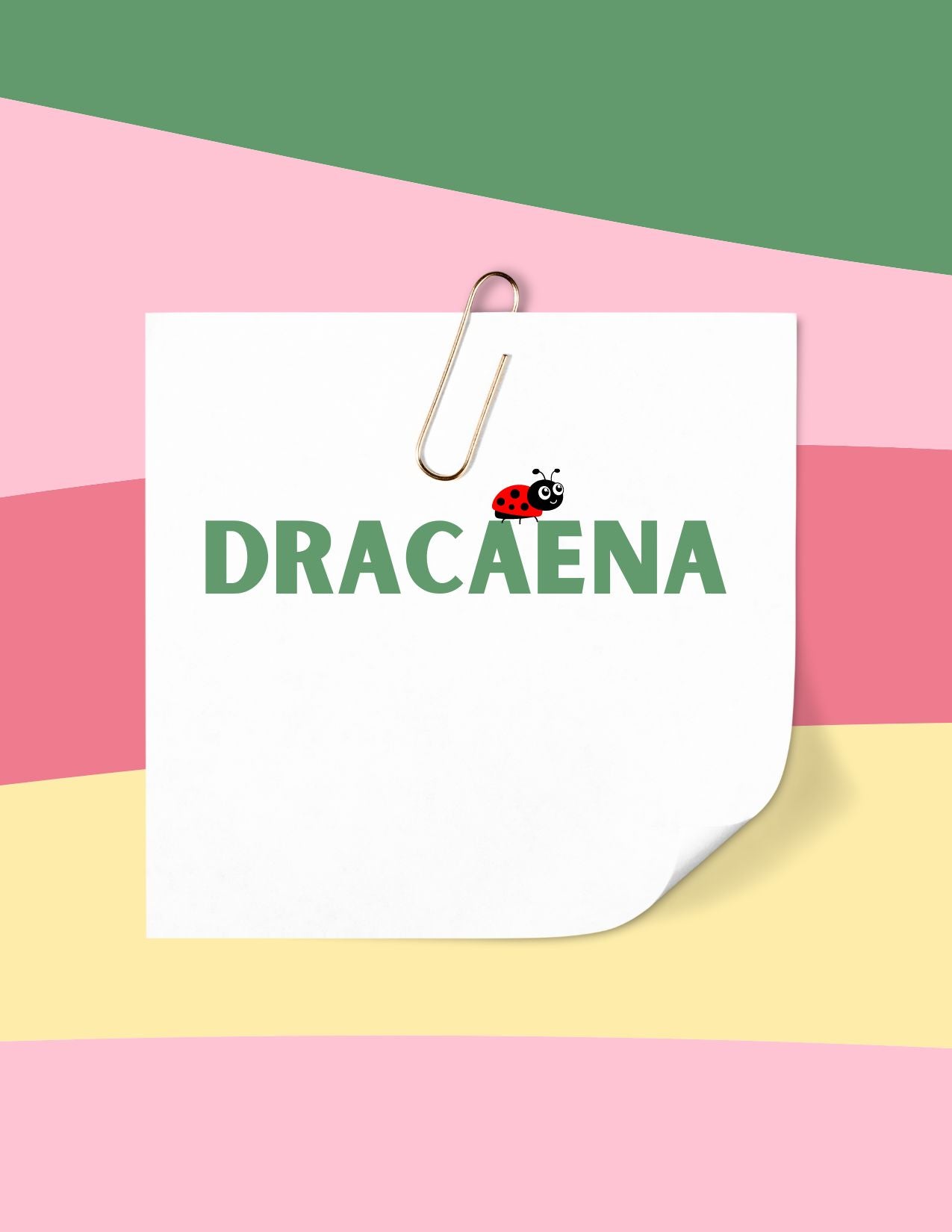 Dracaena