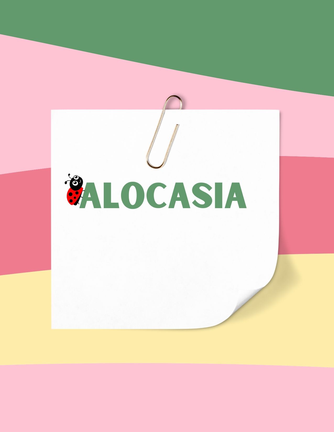 Alocasia