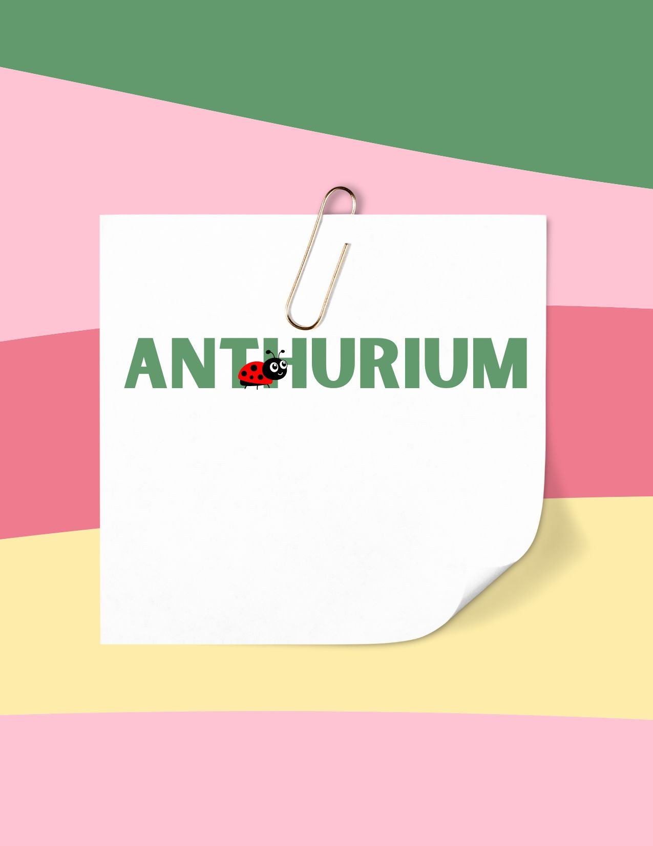 Anthurium