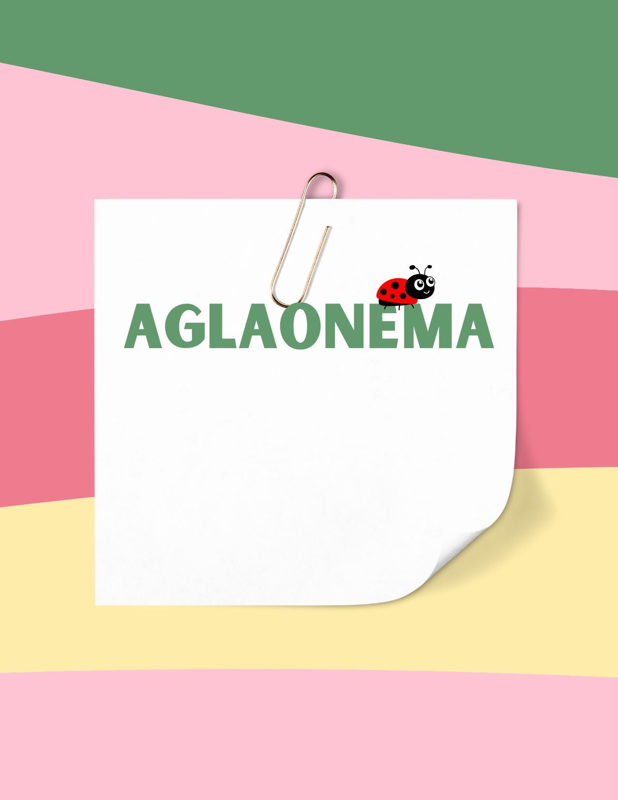 Aglaonema