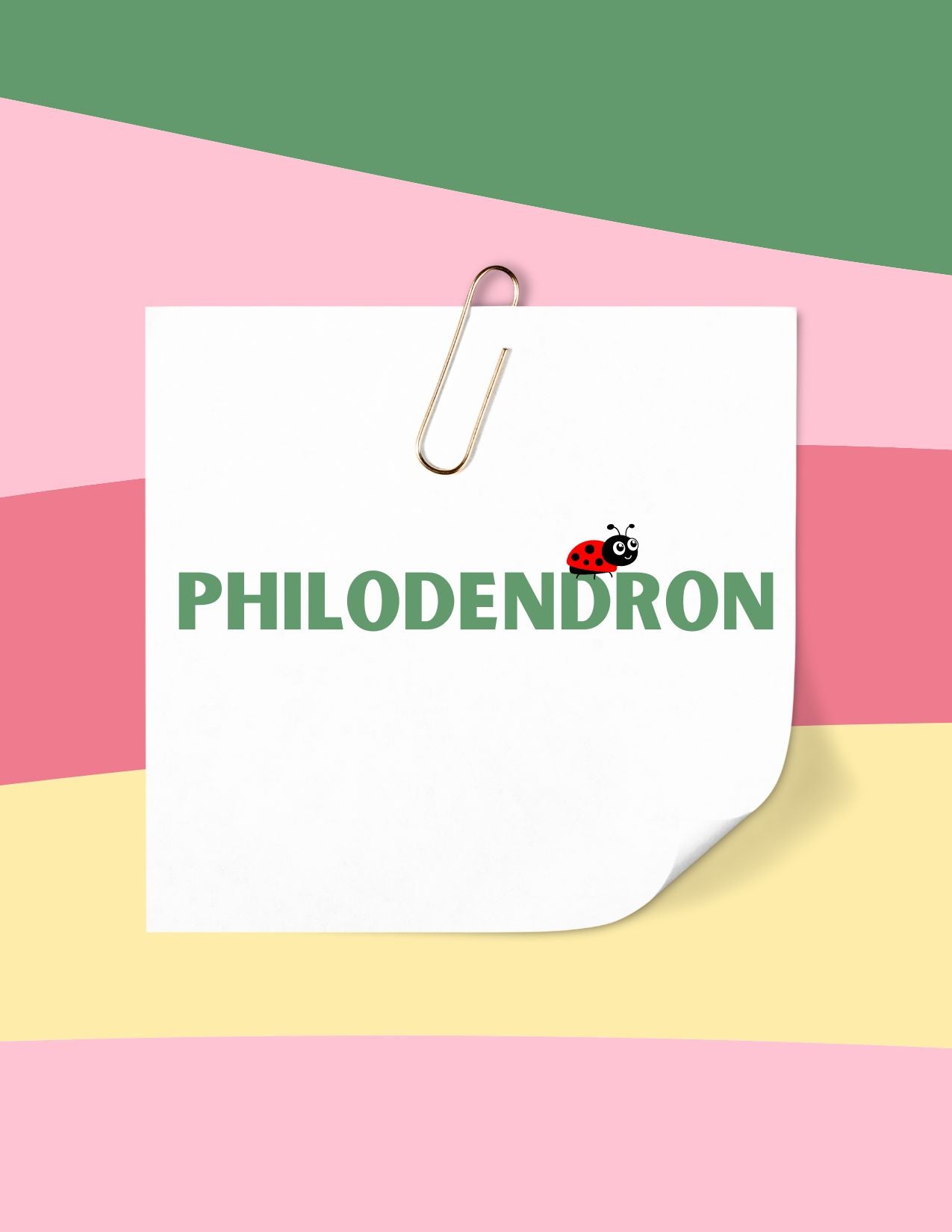 Philodendron