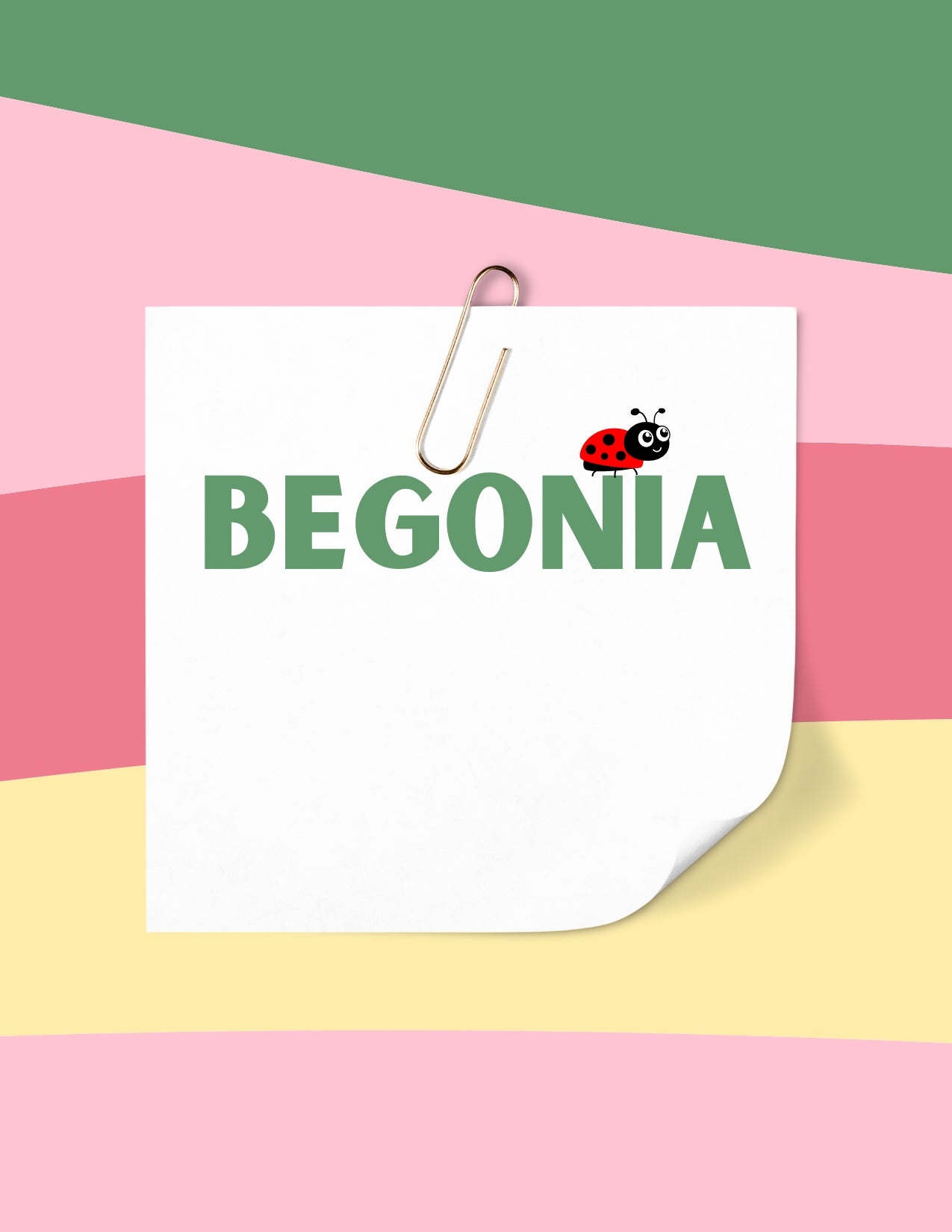 Begonia