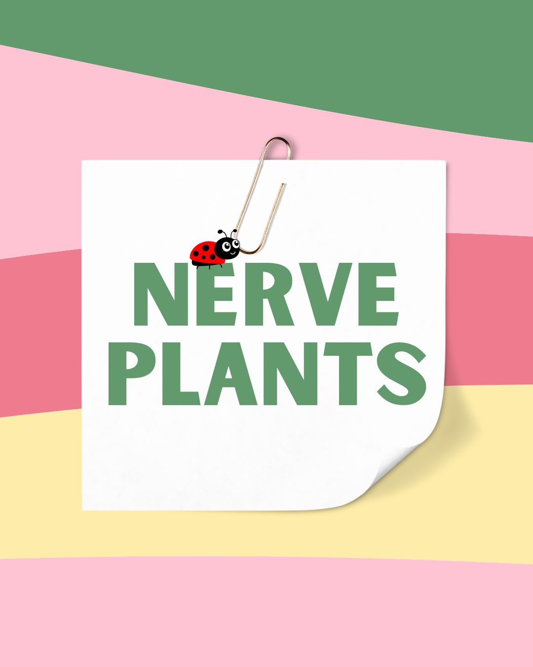 Nerve Plants (Fittonia Albivenis)