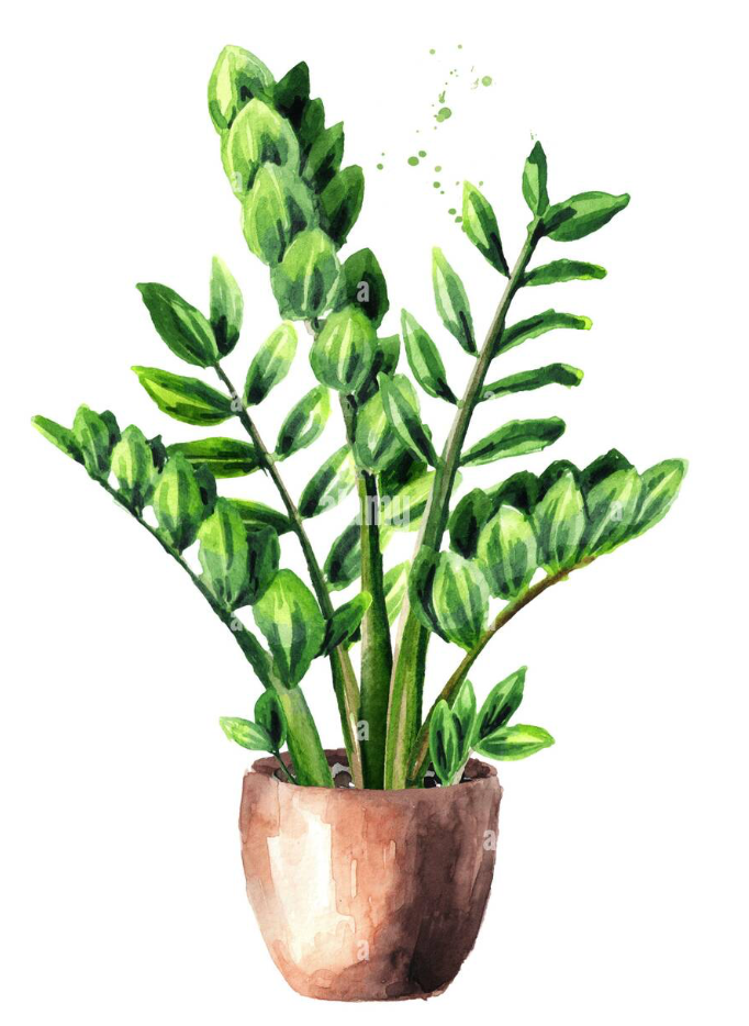 ZZ Plants