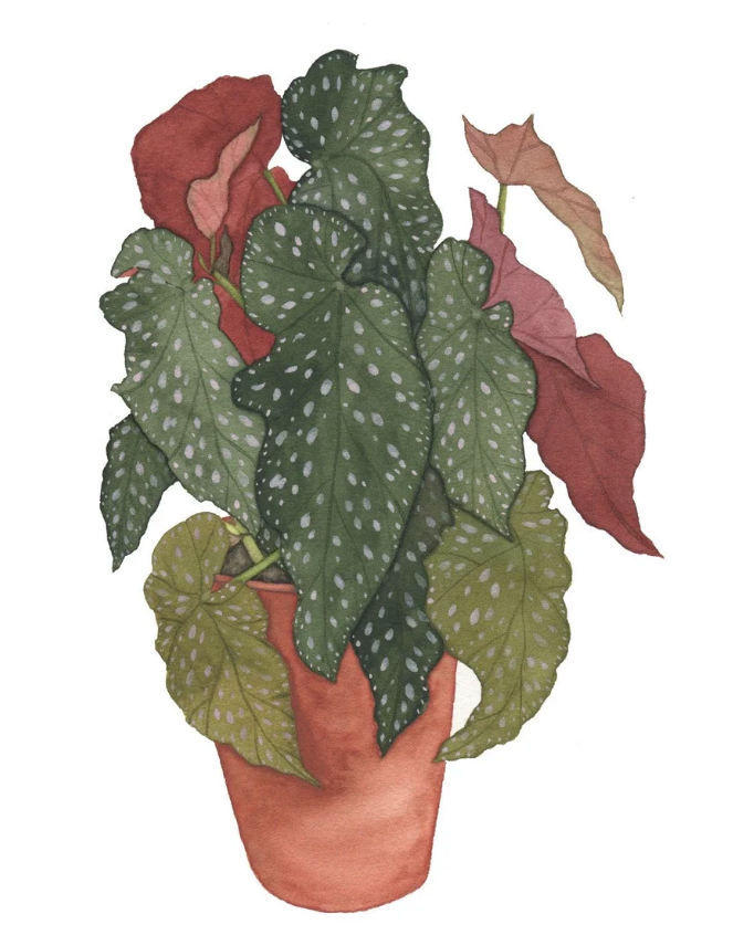 Begonia