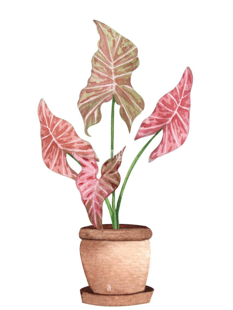 Syngonium