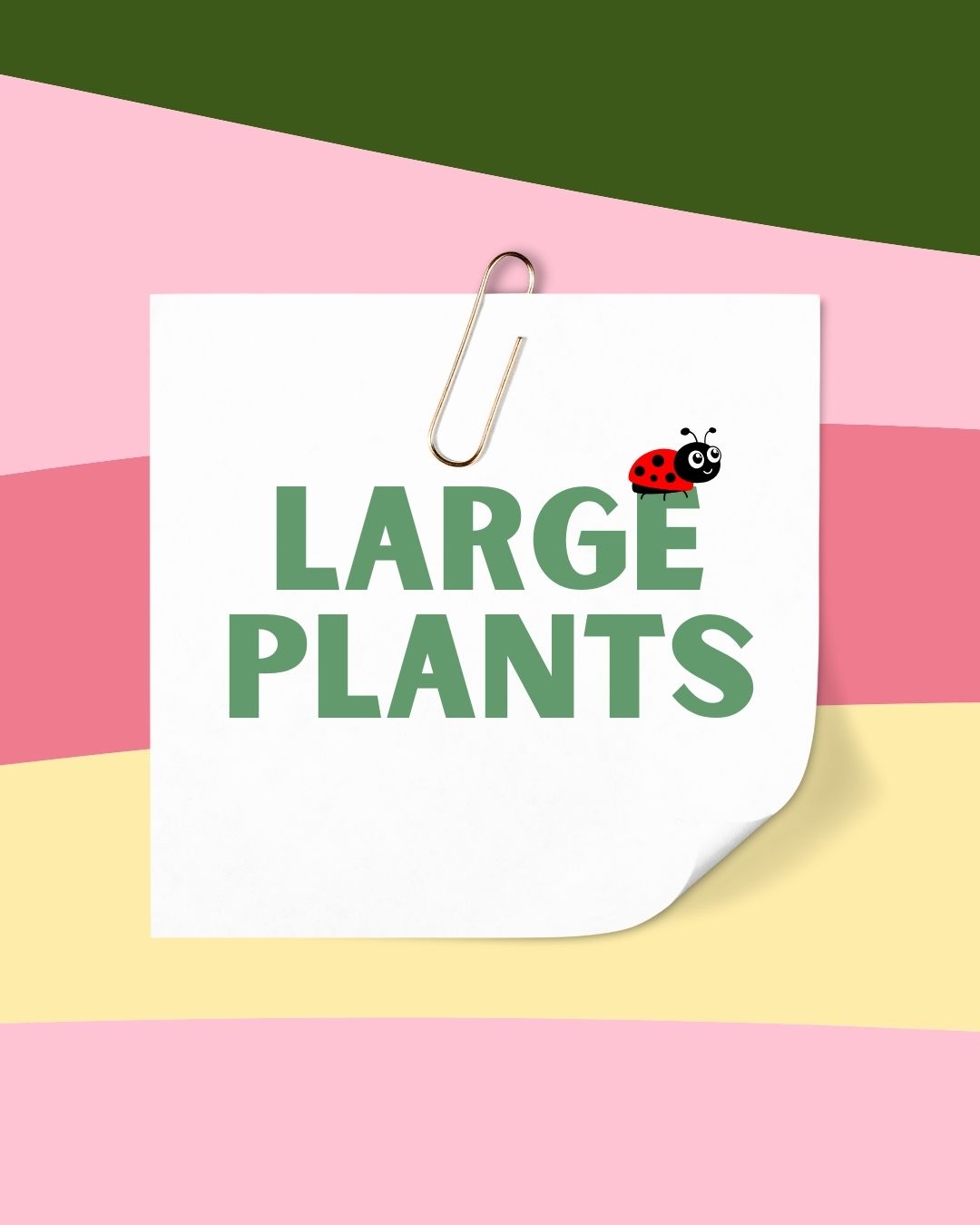 Large Plants (Available for in-store pick up only)