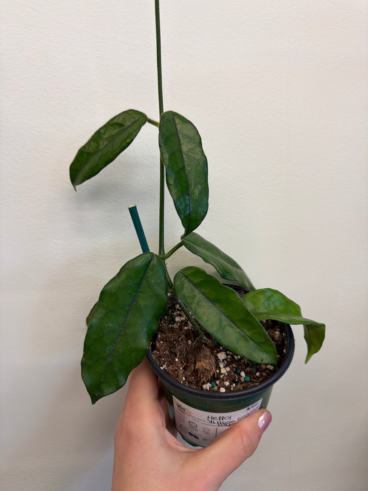 Hoya Villosa Long Leaf 4in