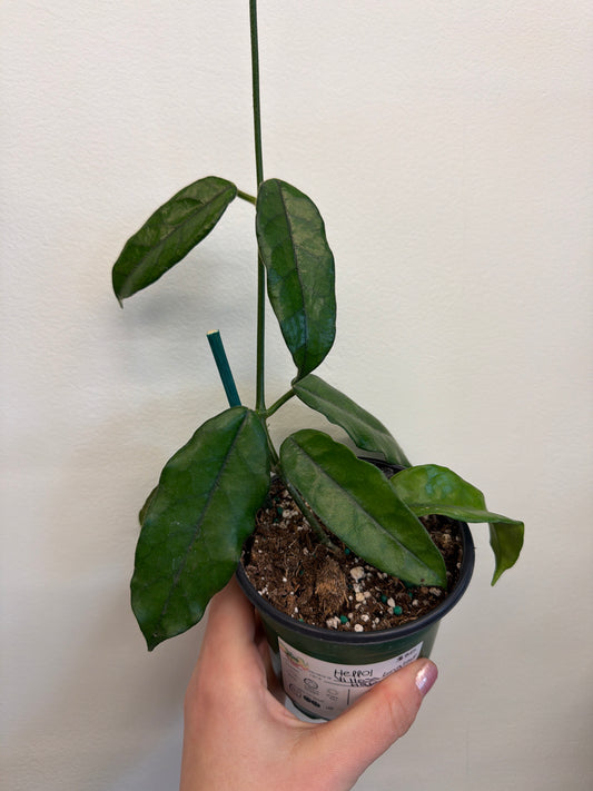 Hoya Villosa Long Leaf 4in