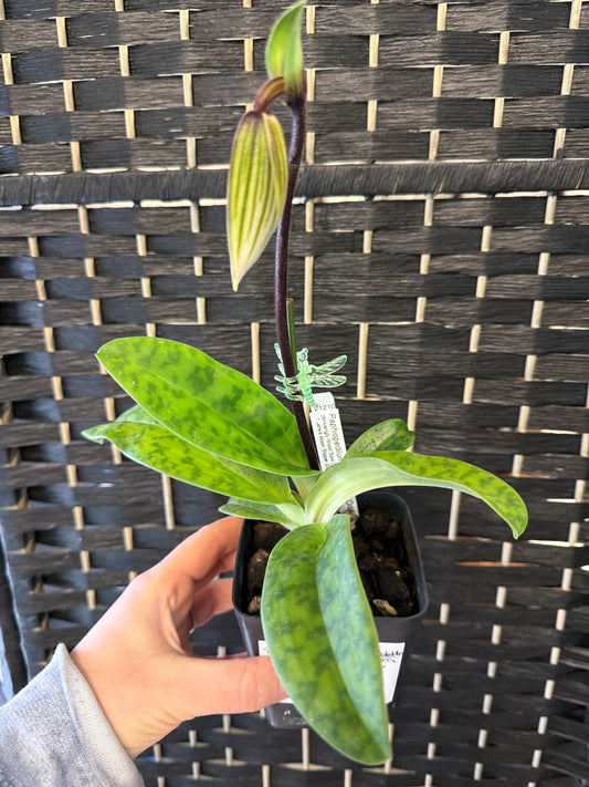 Amusingly Odette Paphiopedilum Orchid