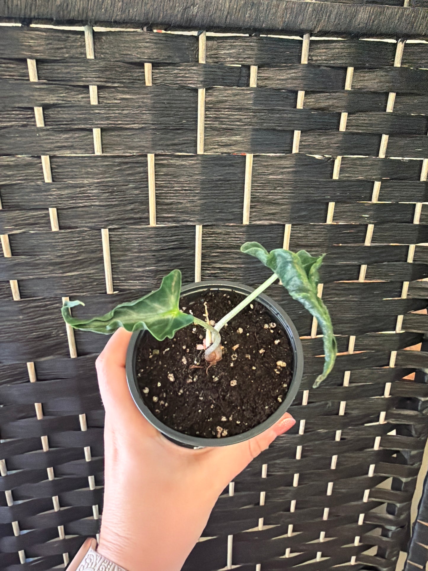 Alocasia Loco 4in